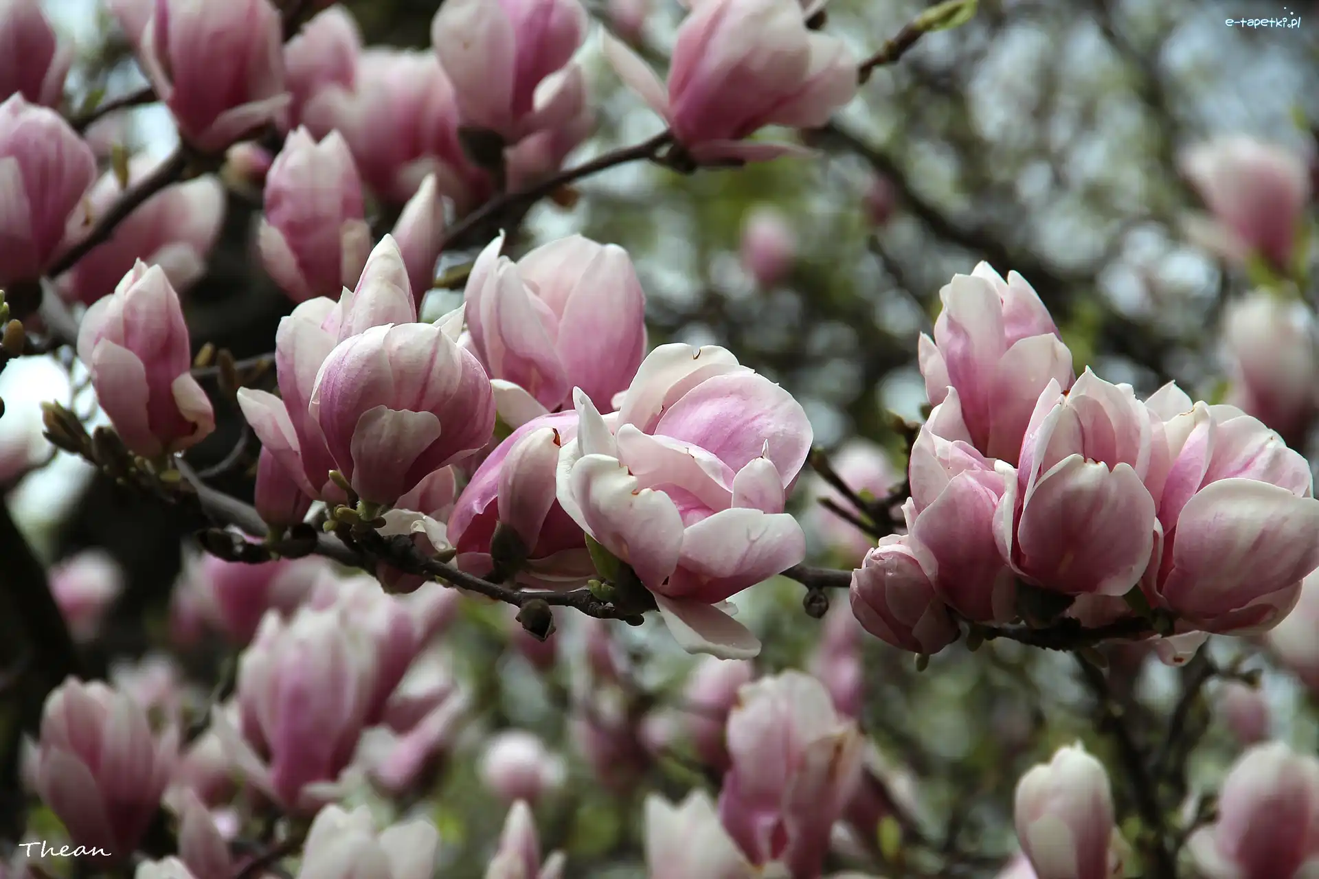 Magnolie, Różowe