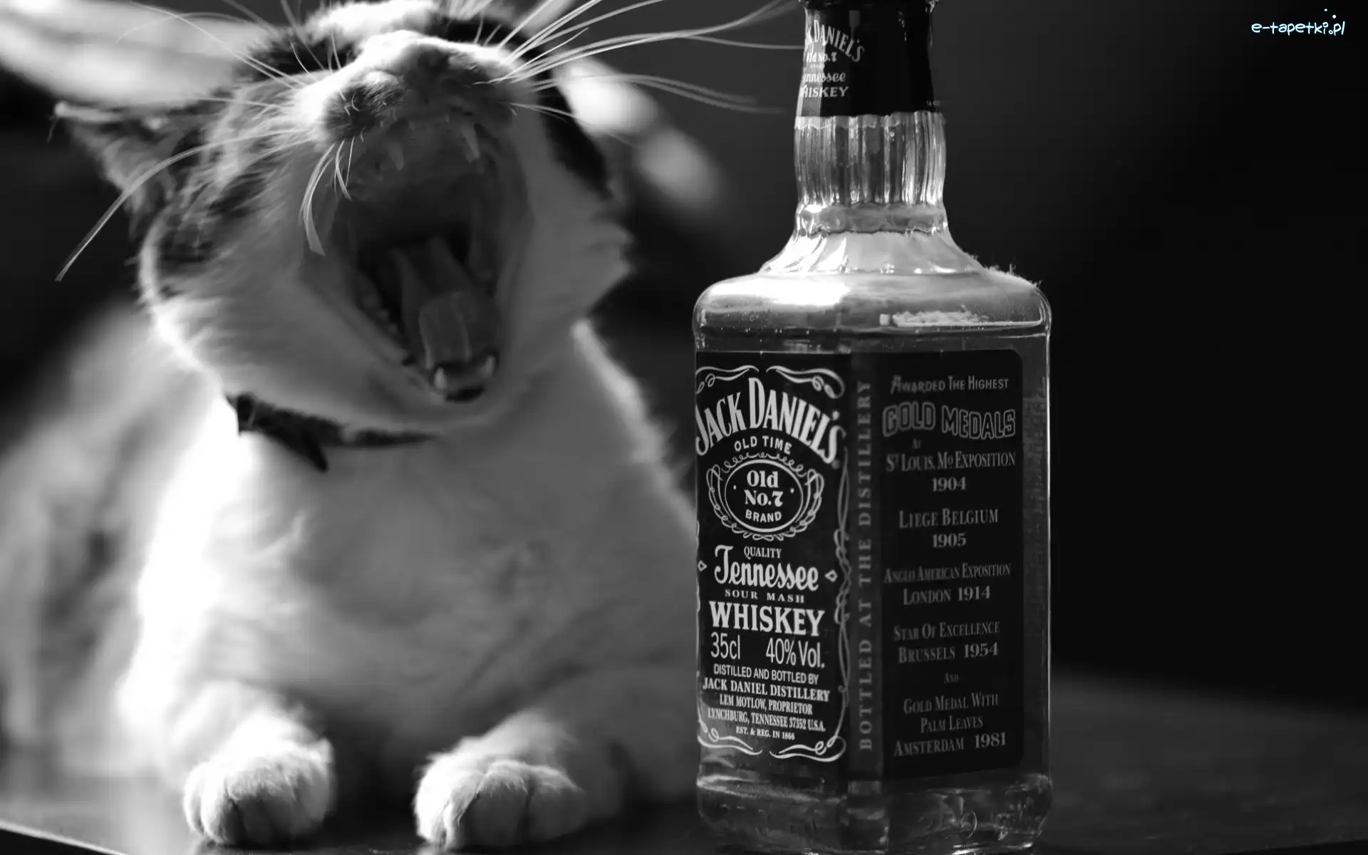 Whiskey, Kot
