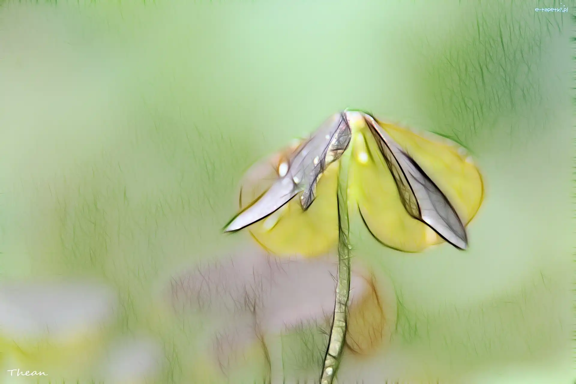 Fractalius, Liście, Roślina