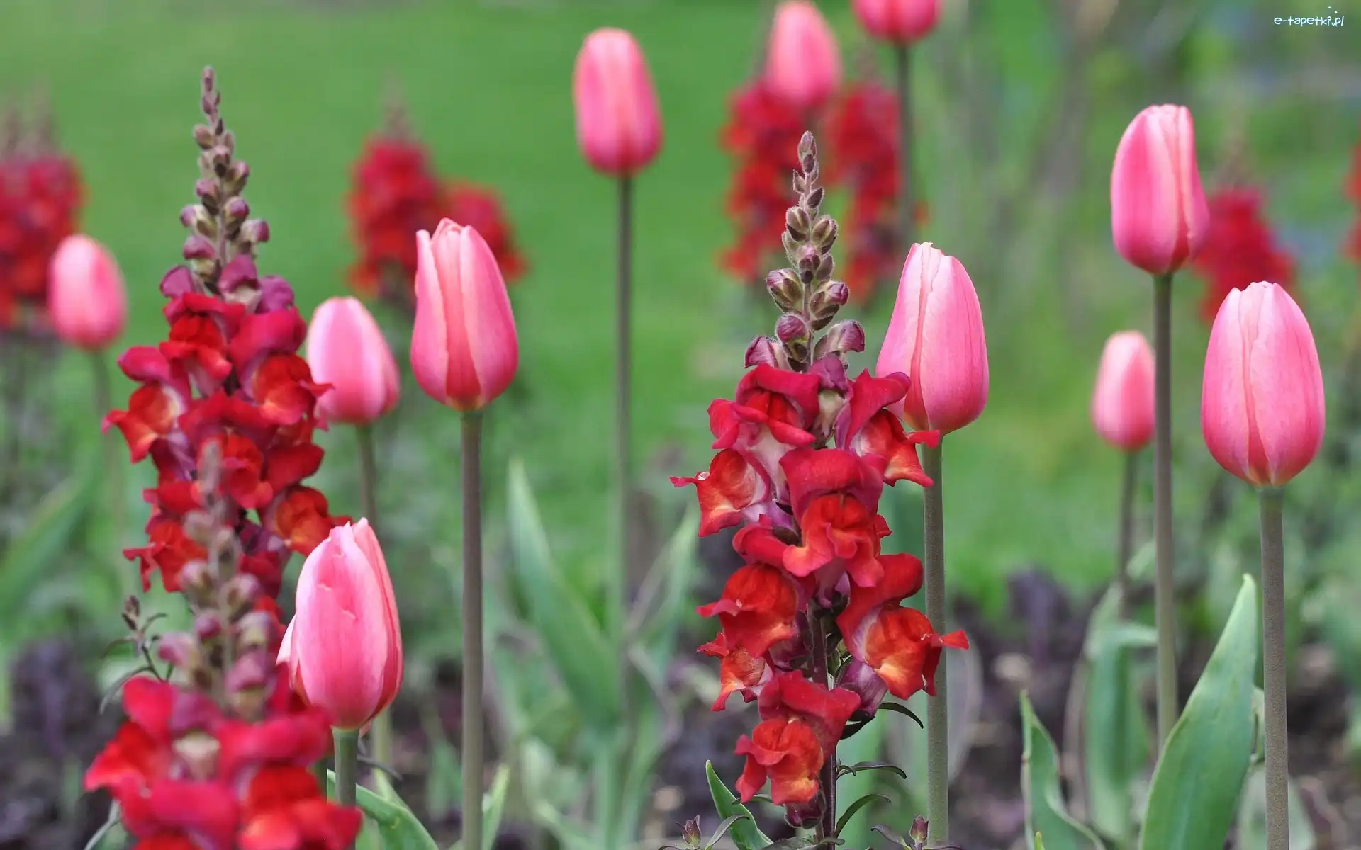 Tulipany, Ogród
