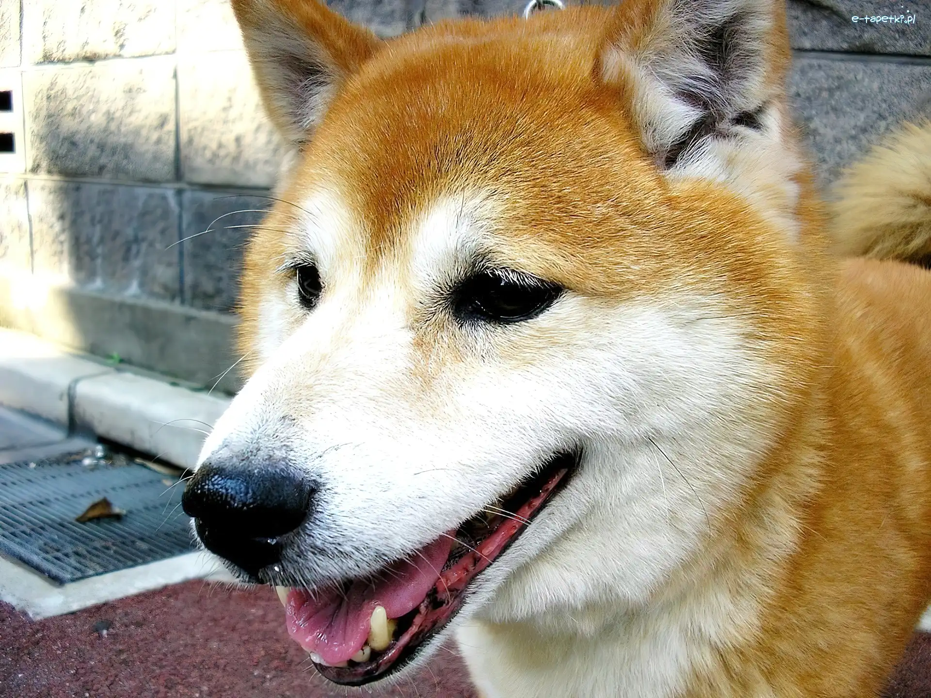 Pyszczek, Shiba Inu