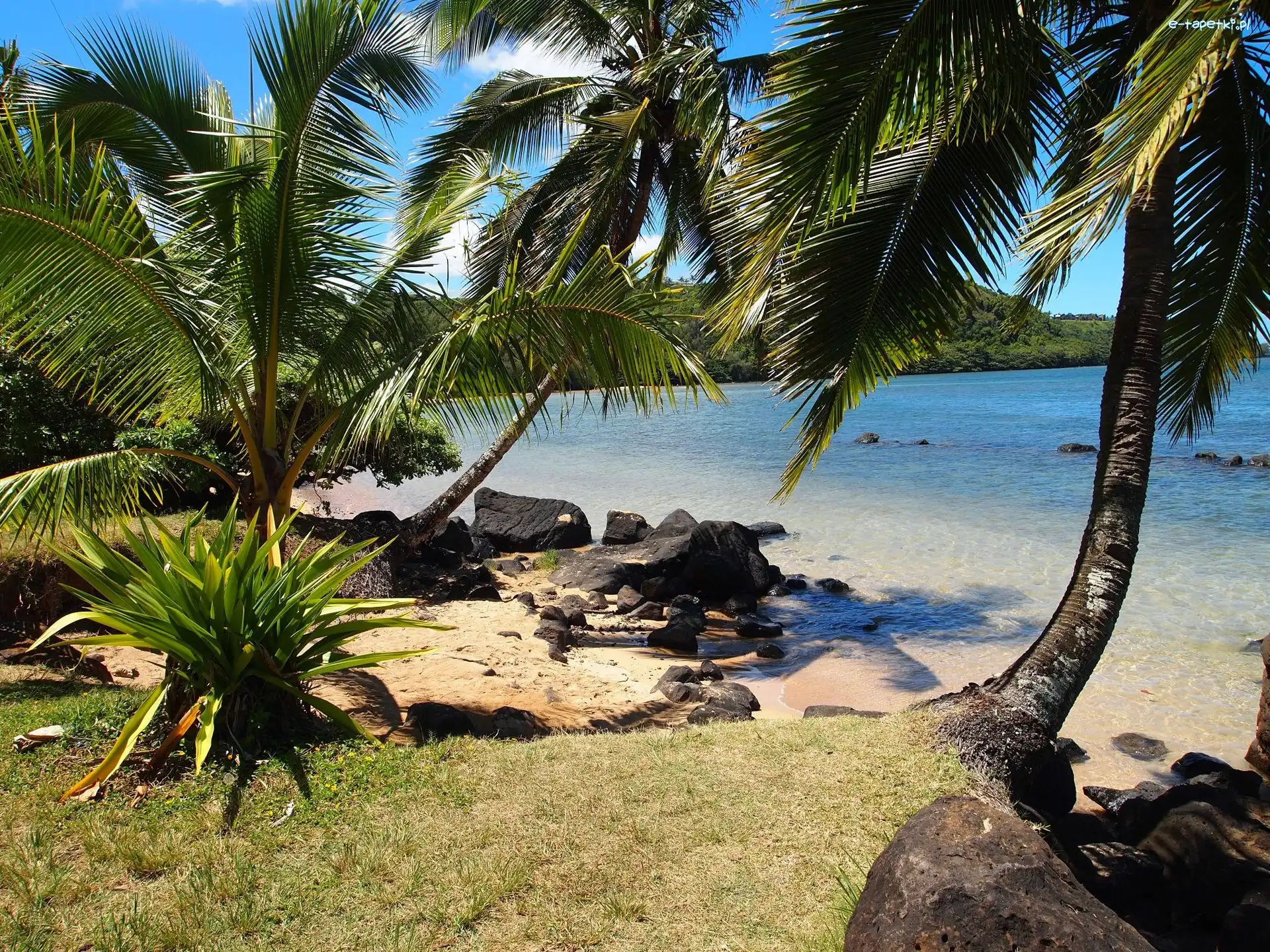 Plaża, Hawaje, Palmy, Ocean