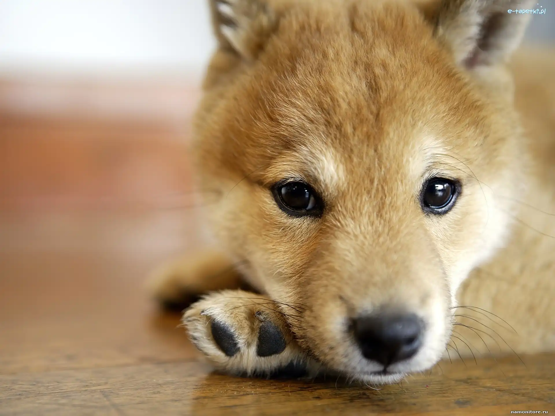 Shiba Inu, Szczeniak