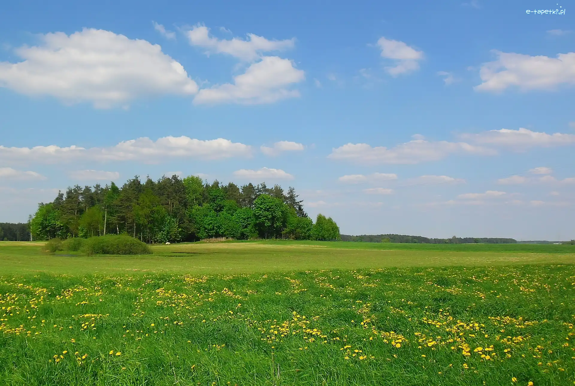 Drzewa, Łąka, Wiosna