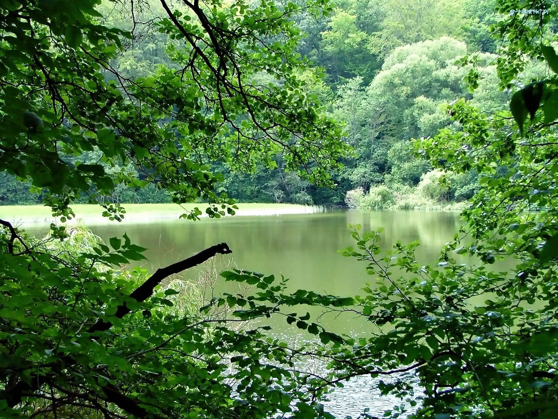 Las, Jezioro