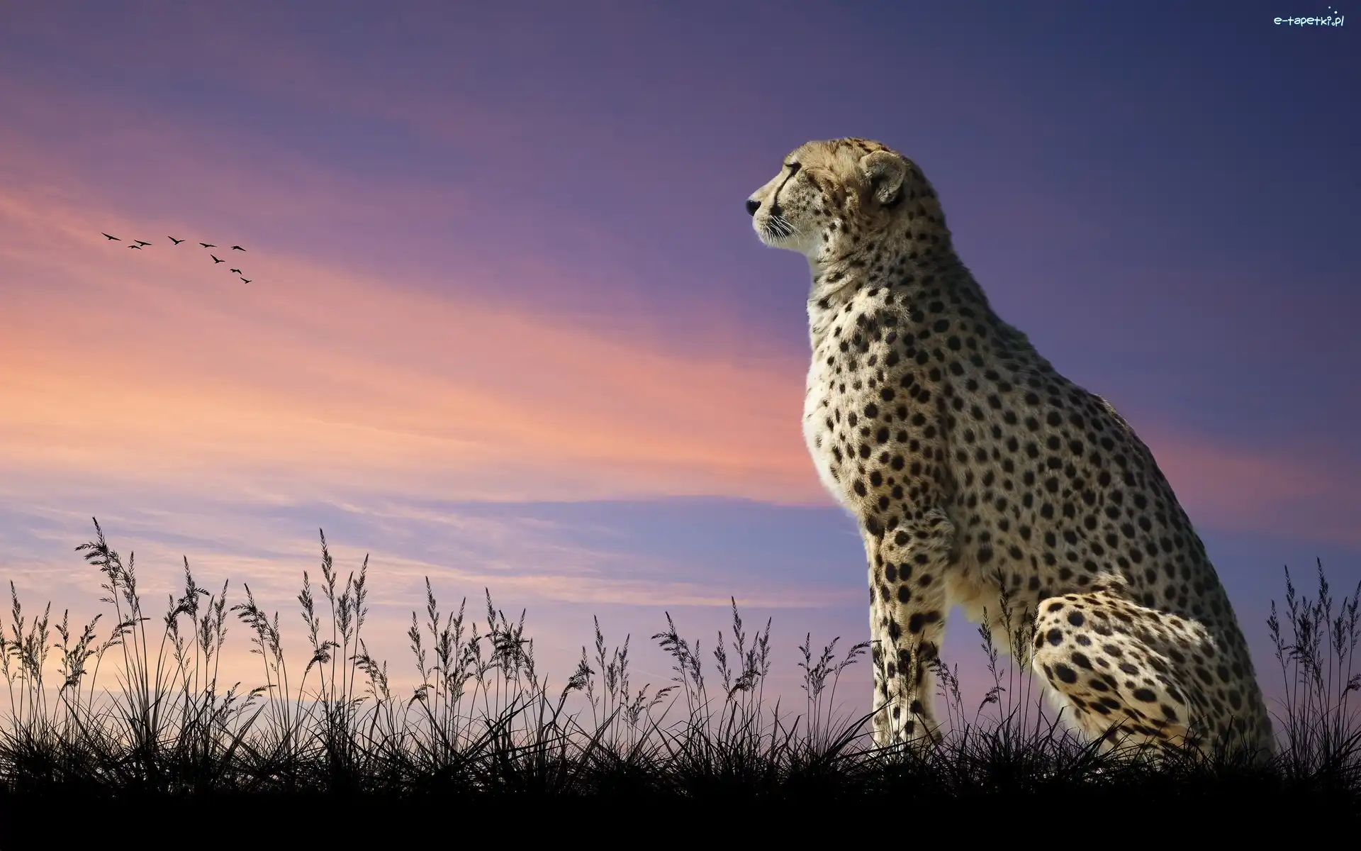 Słońca, Zachód, Gepard