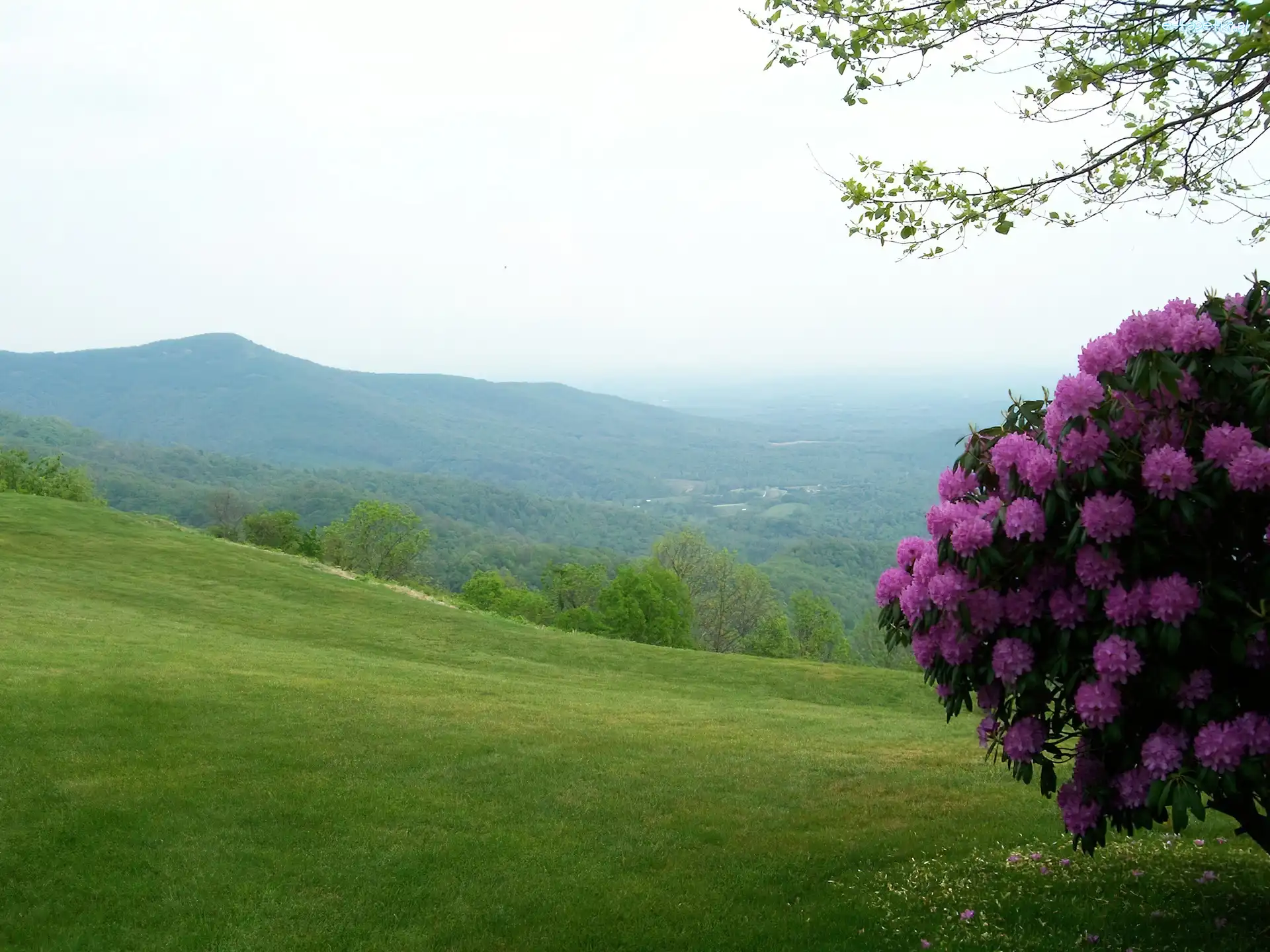 Góry, Łąka, Rododendron