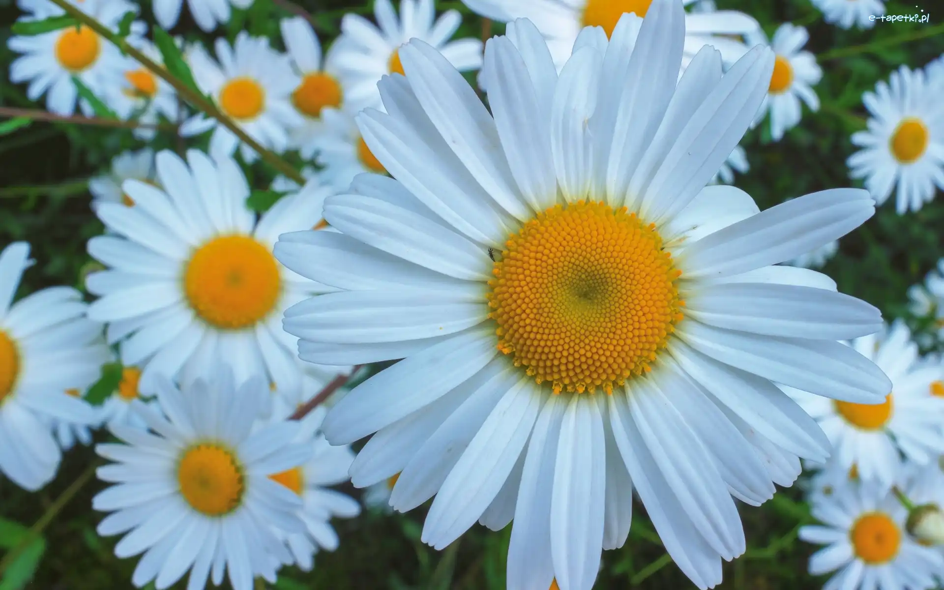 Margerytki