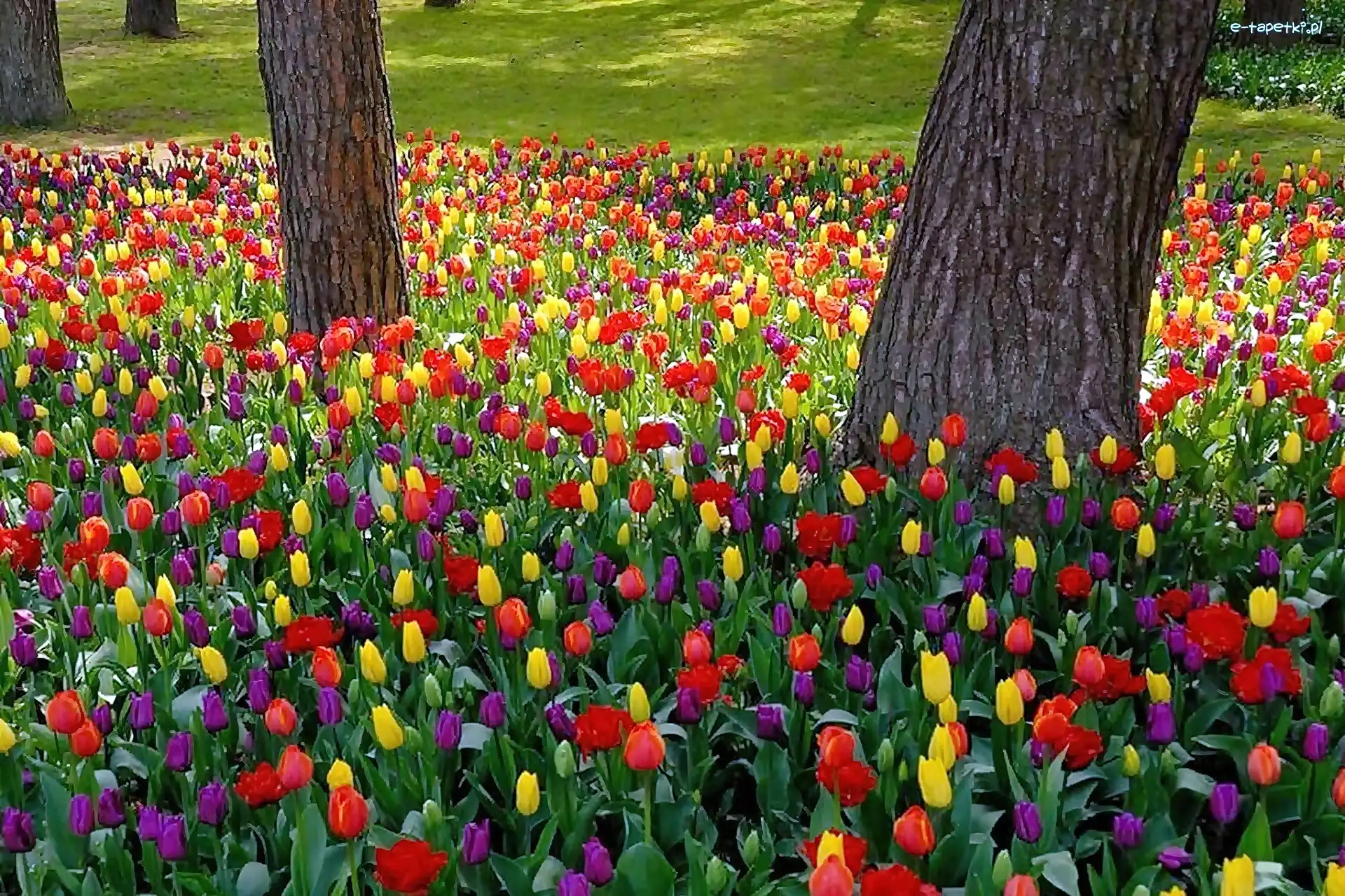 Tulipany, Kolorowe, Park
