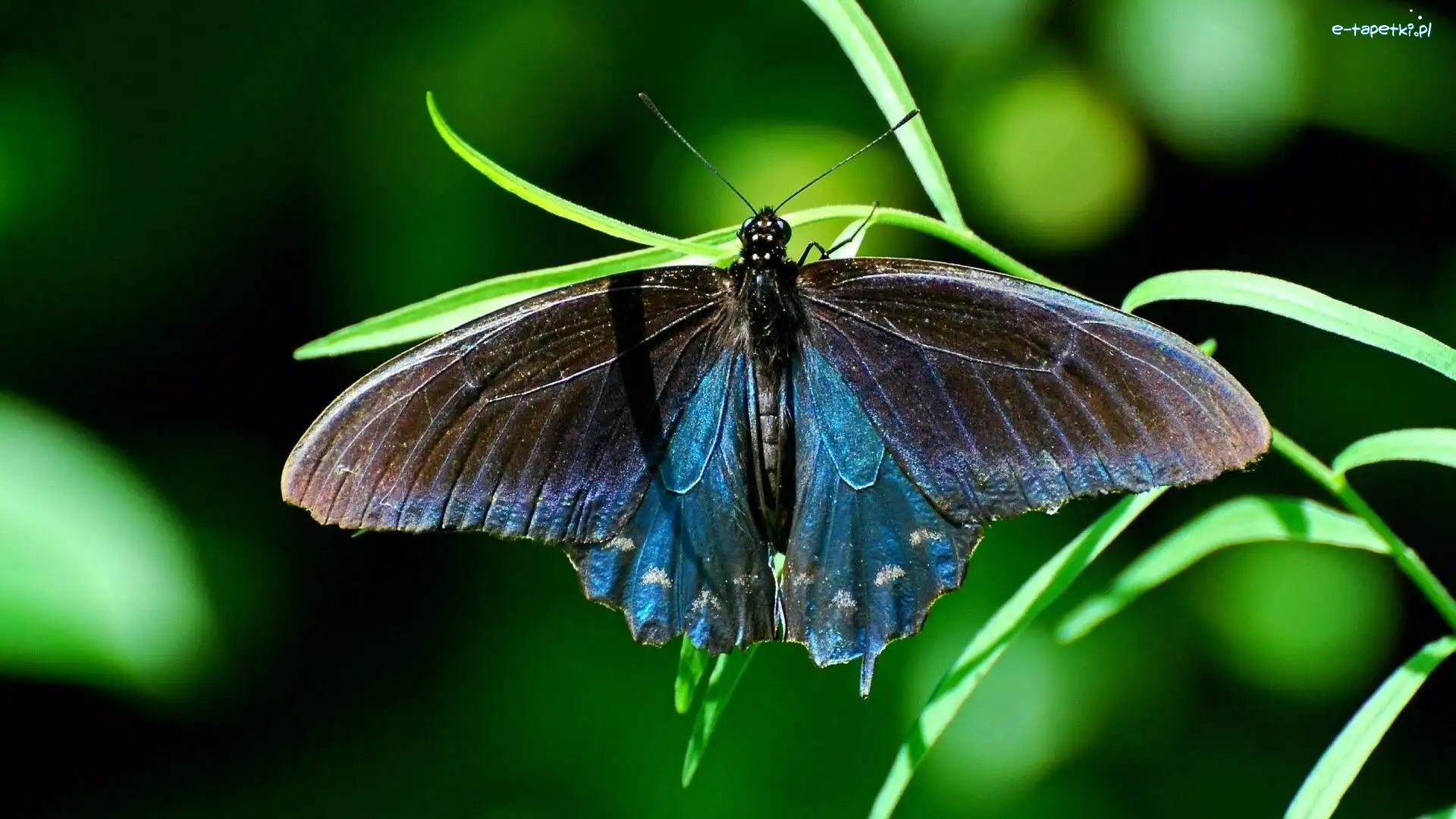 Trawa, Motyl, Piękny