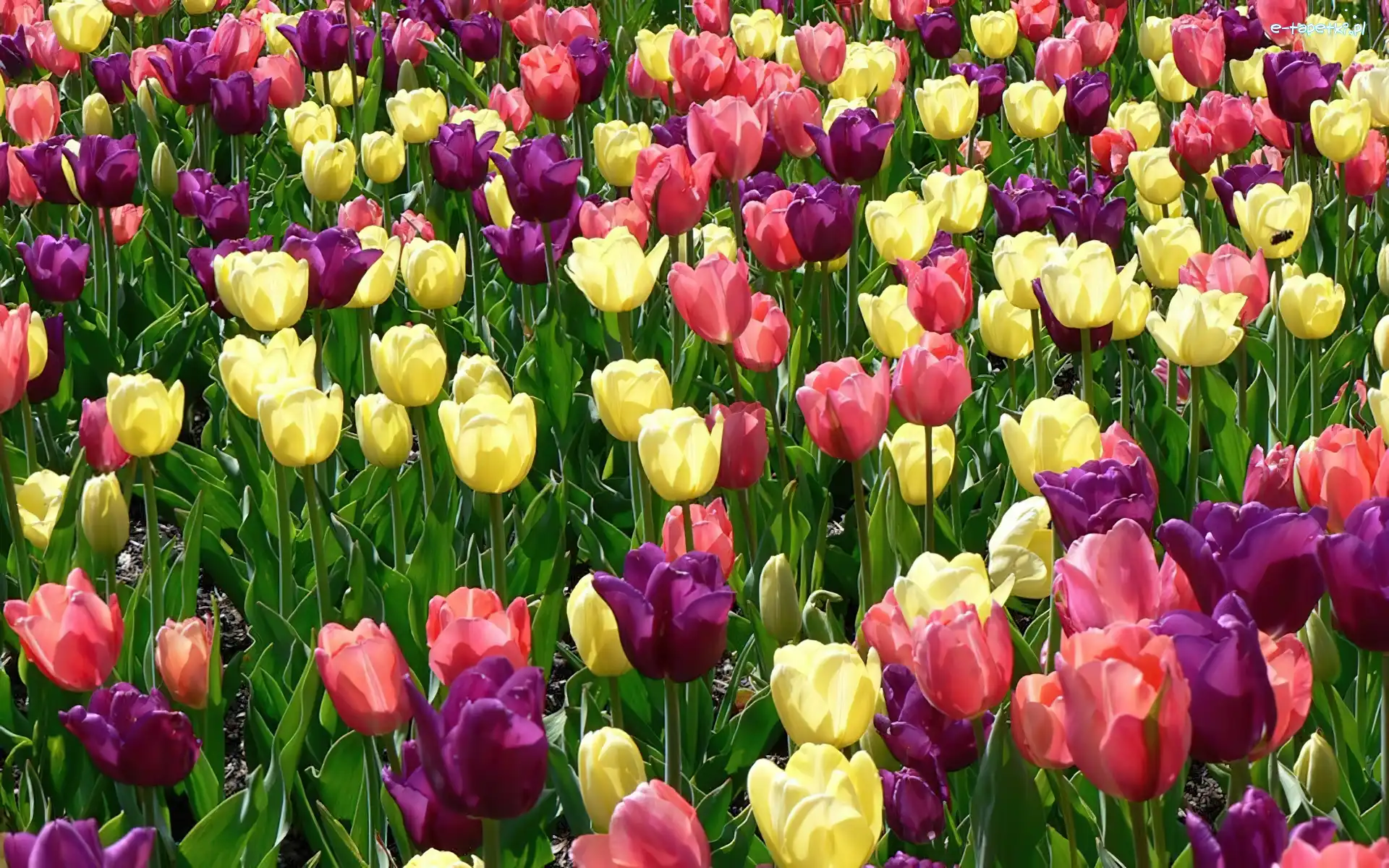Tulipany, Kolorowe