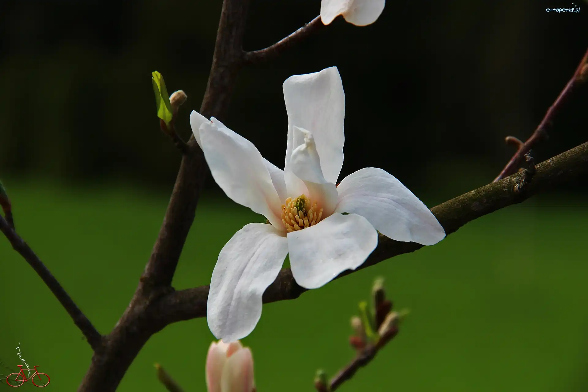 Kwiat, Biały, Magnolia Japońska