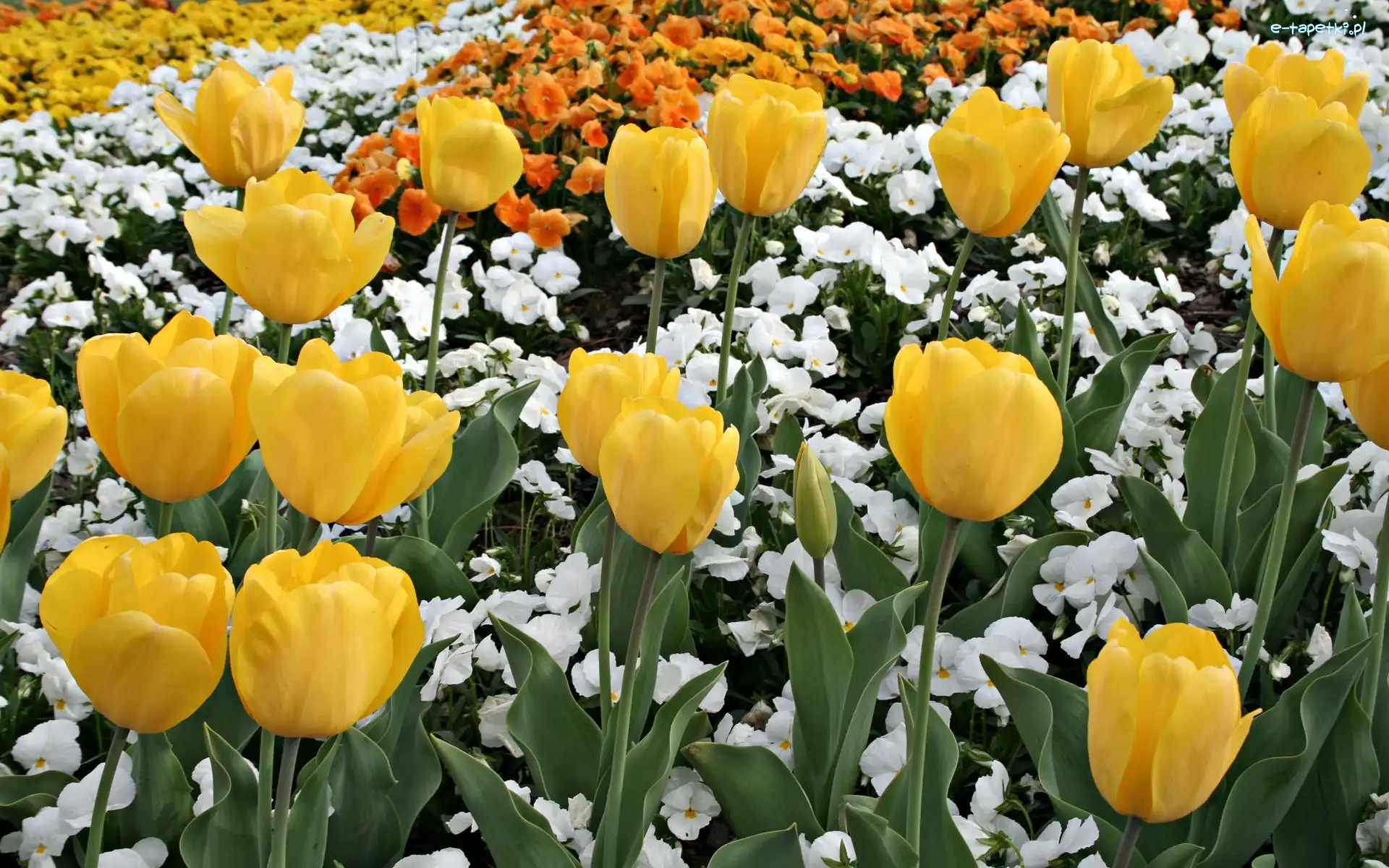 Tulipany, Kwiatki, Białe, Żółte