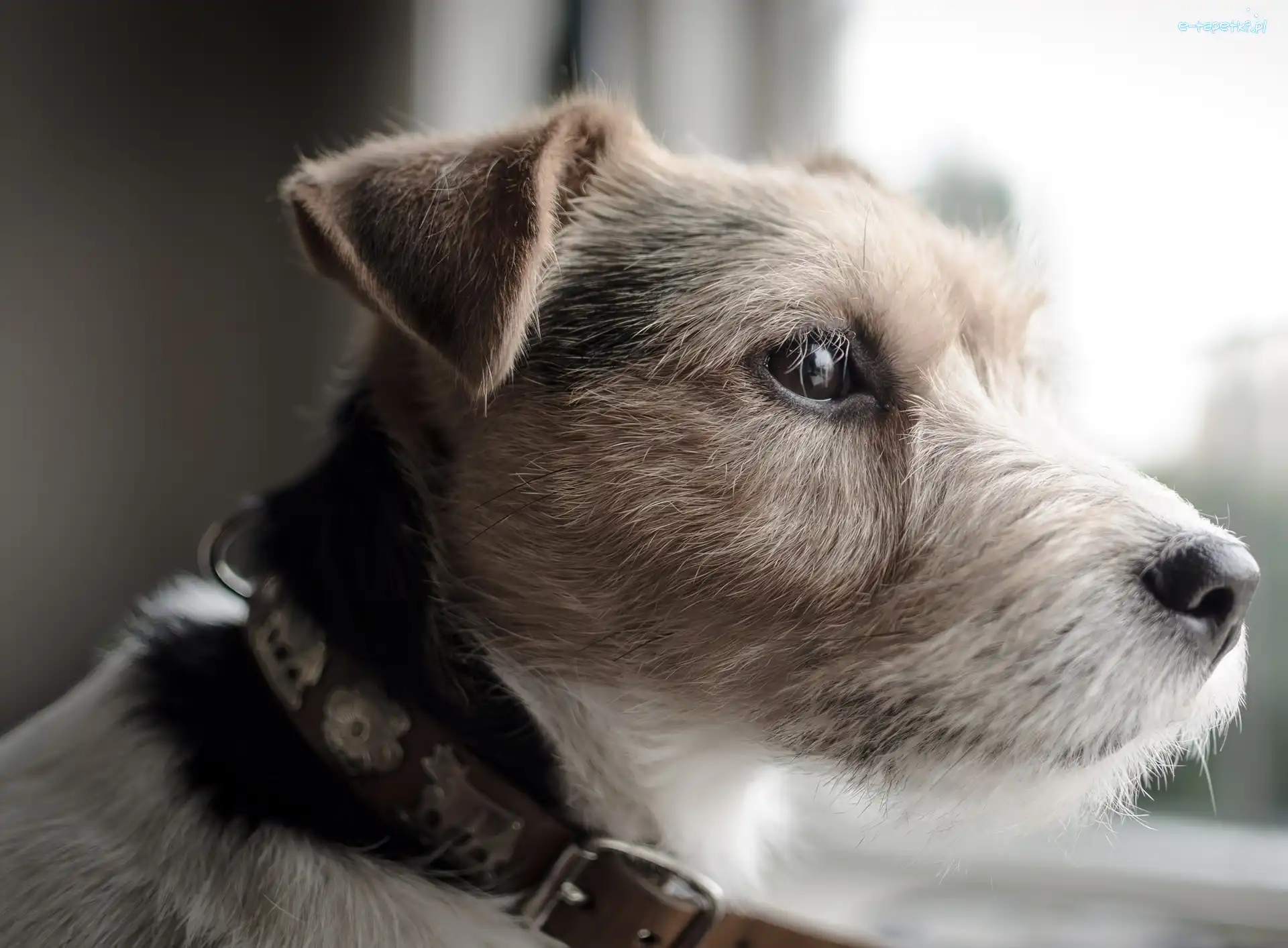 Głowa, Parson Russell Terrier