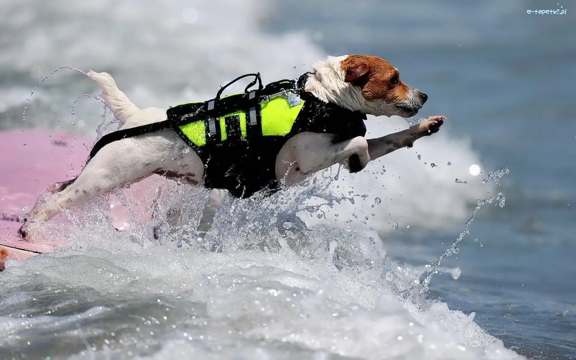 Ratownik, Pies, Jack Russell Terrier