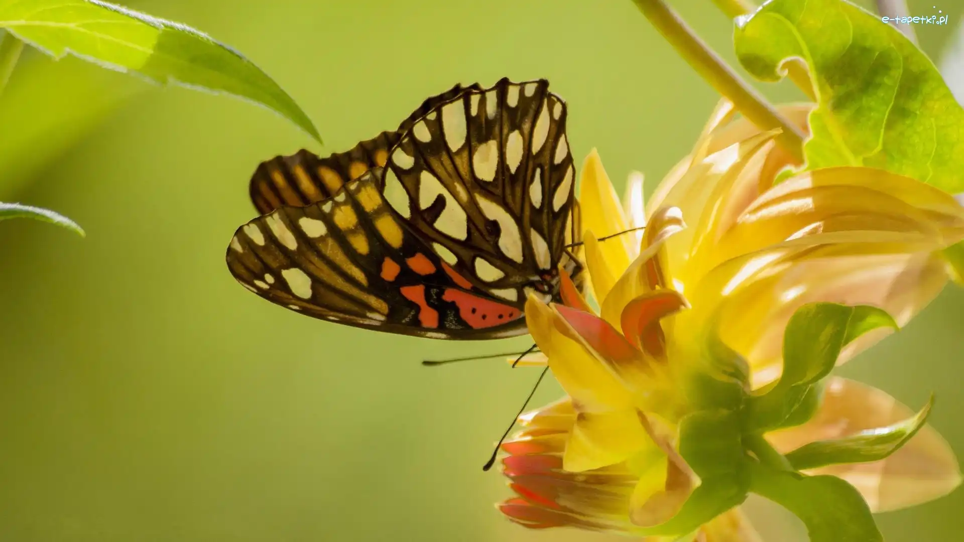 Liście, Kwiat, Motyl