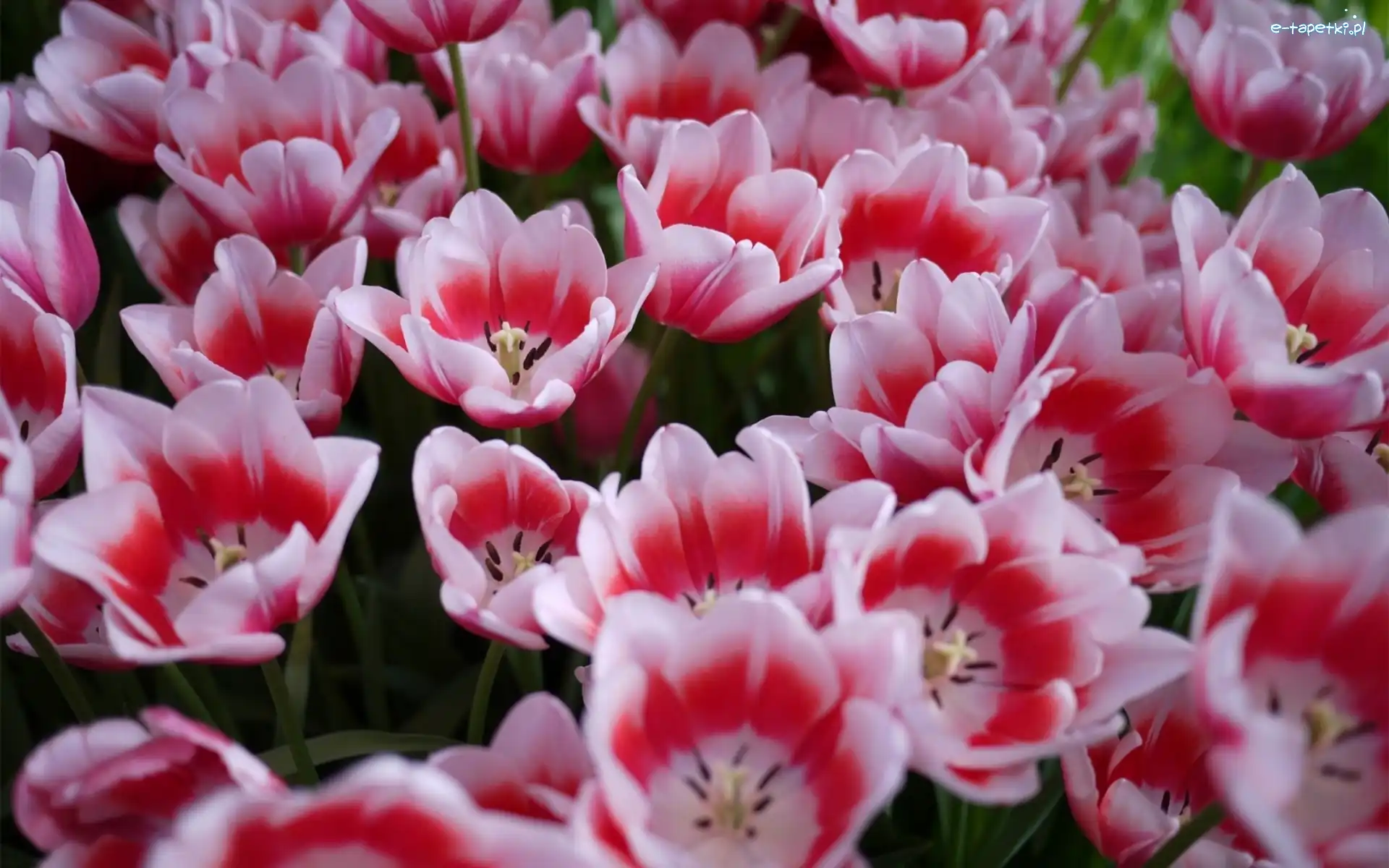 Tulipany, Kolorowe