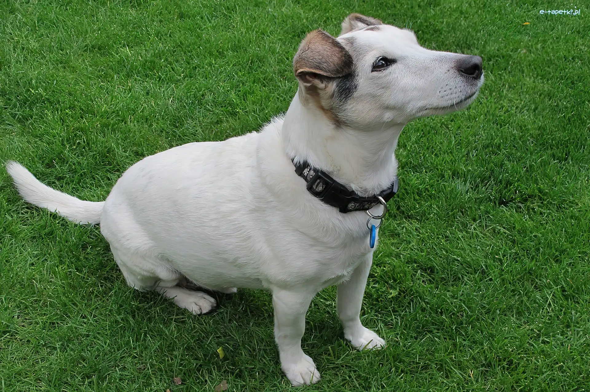 Trawa, Parson Russell Terrier