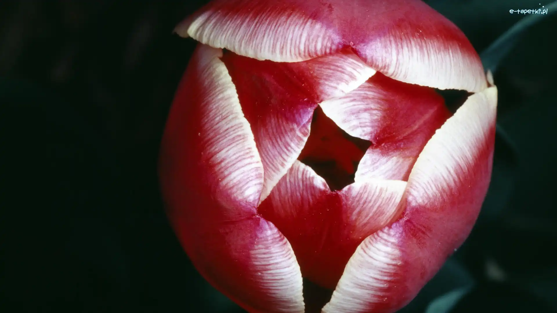 Tulipan