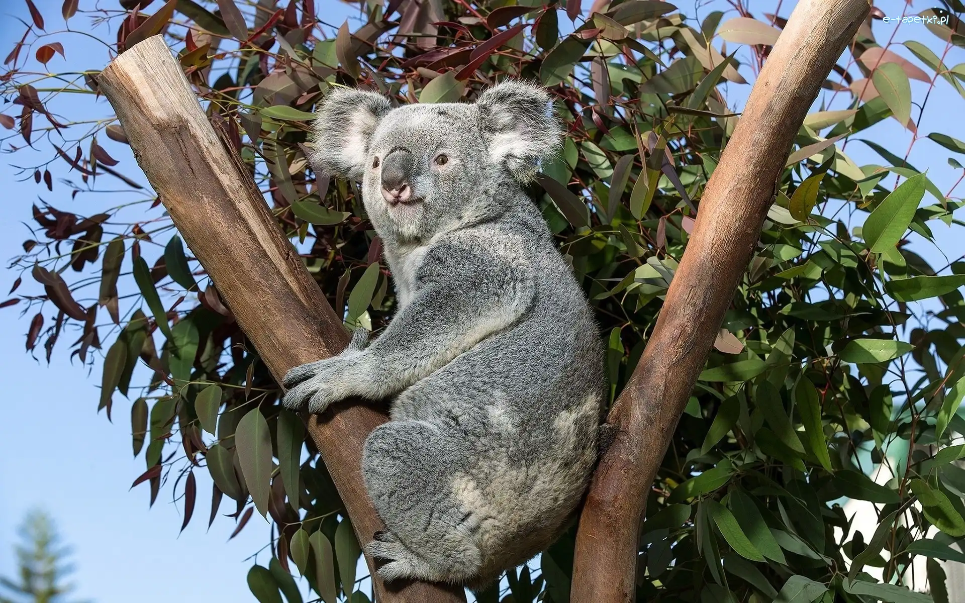 Drzewo, Koala, Miś