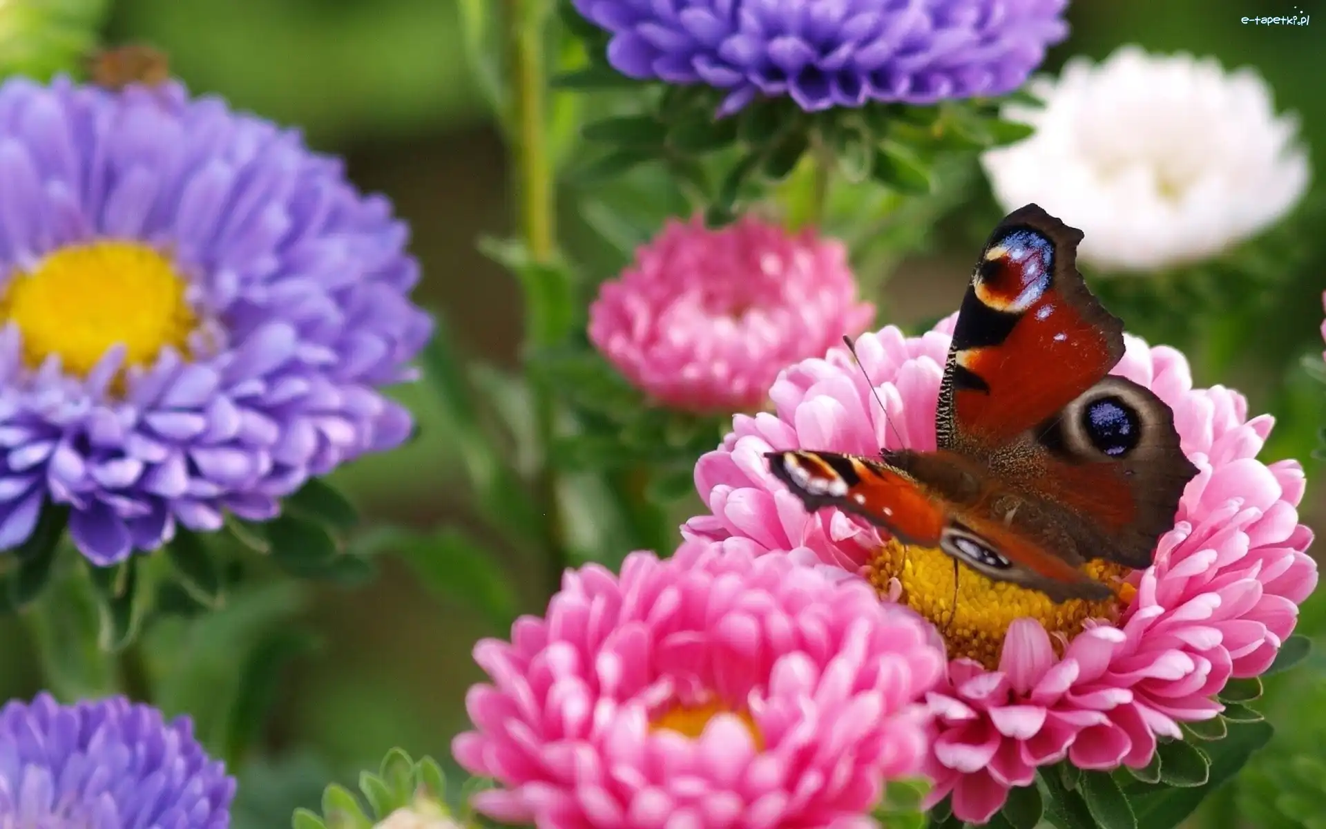 Kwiaty, Kolorowe, Motyl