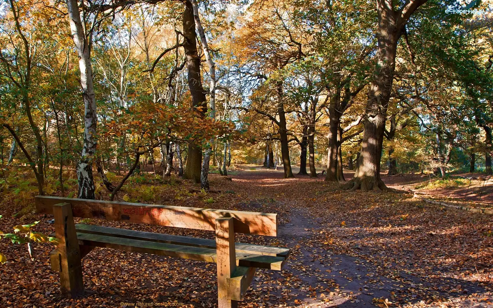 Ławeczka, Park, Jesień
