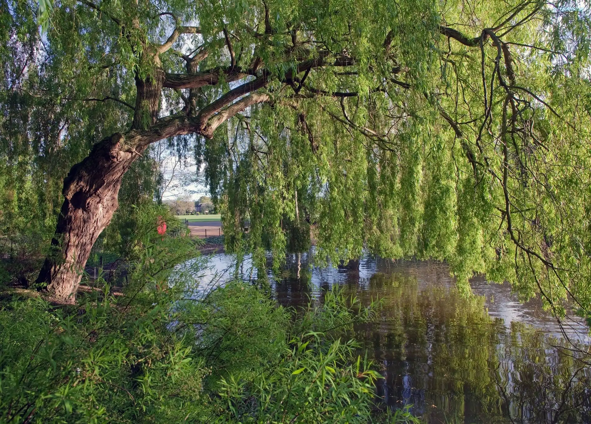 Trawy, Drzewa, Rzeka