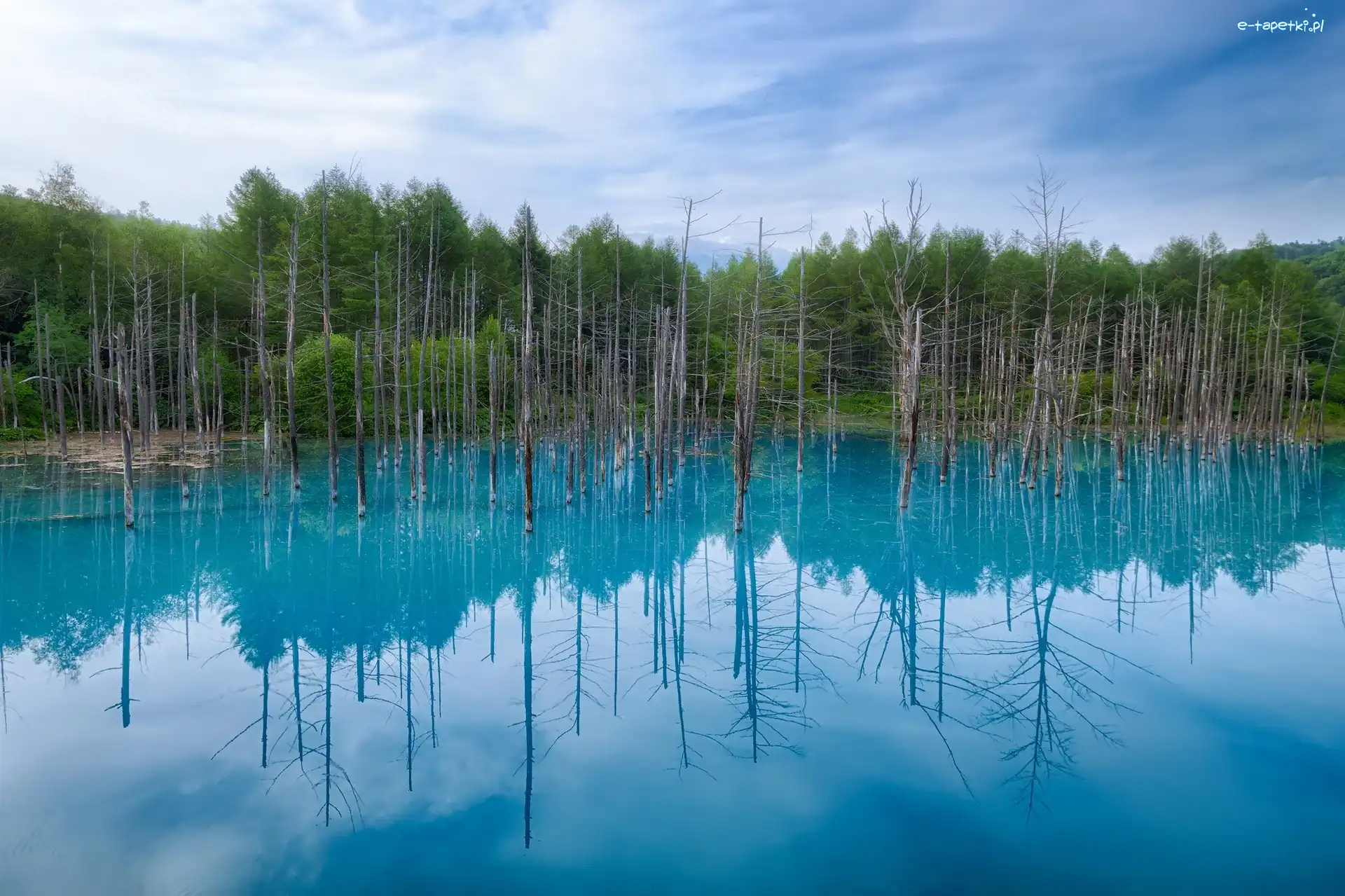 Błękitny, Hokkaido, Staw, Drzewa, Japonia