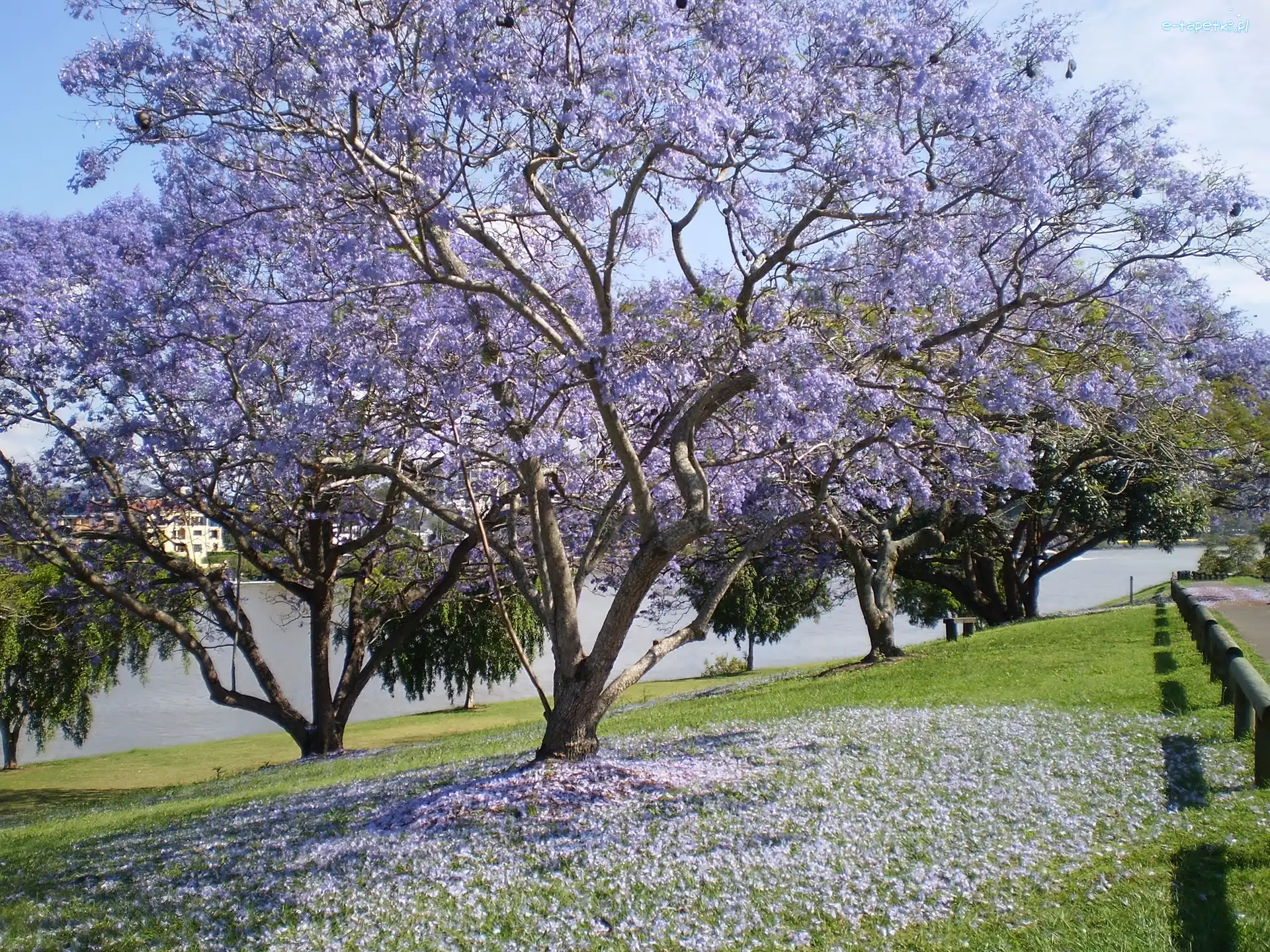 Jacaranda, Kwitnąca, Łąka