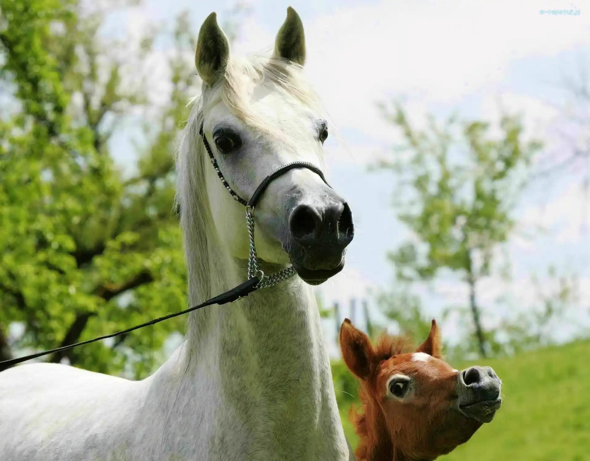 Araby, Źrebak, Klacz