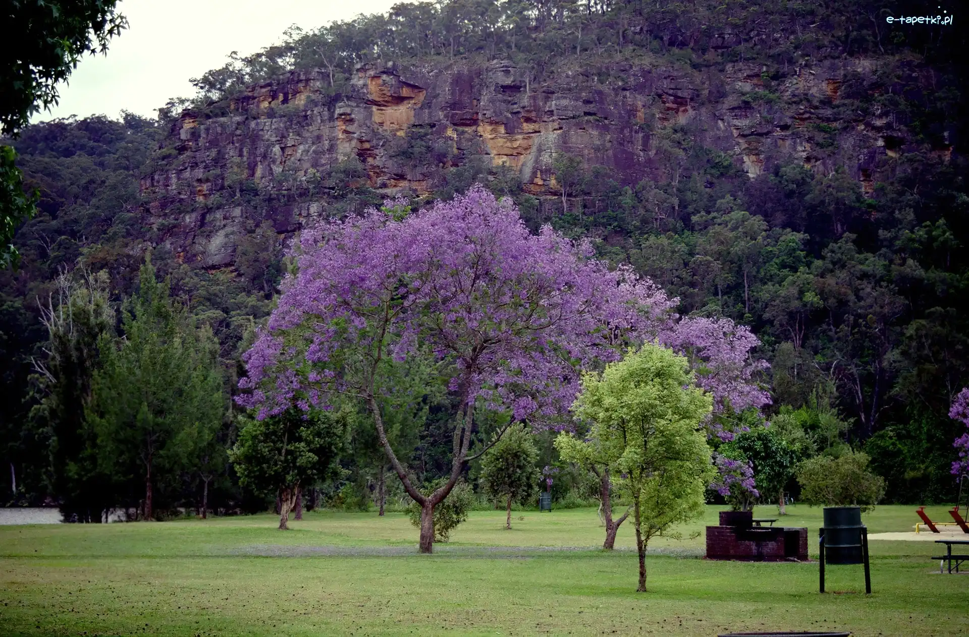 Góry, Łąka, Jacaranda