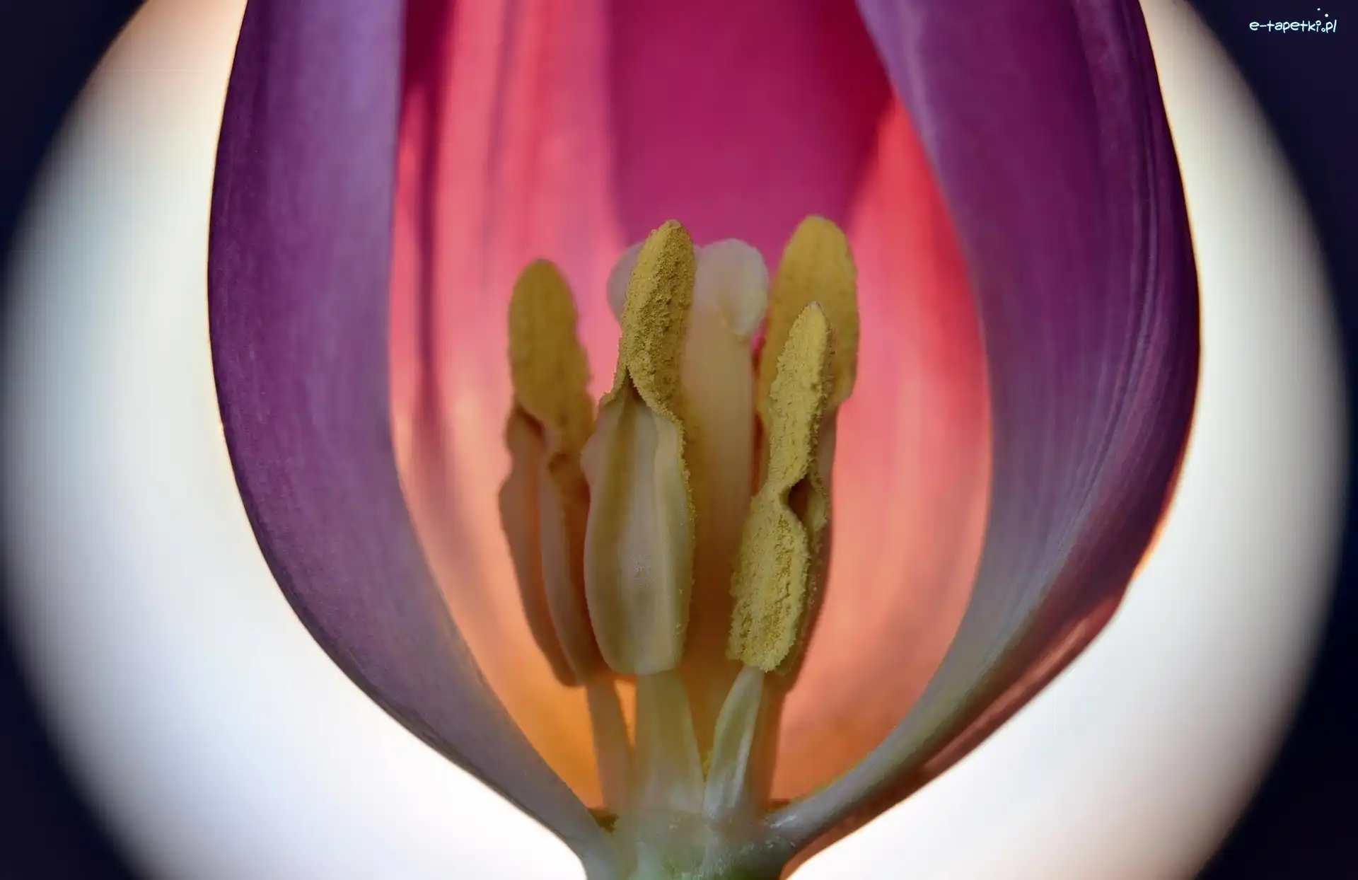Powiększenie, Tulipan, Fioletowy