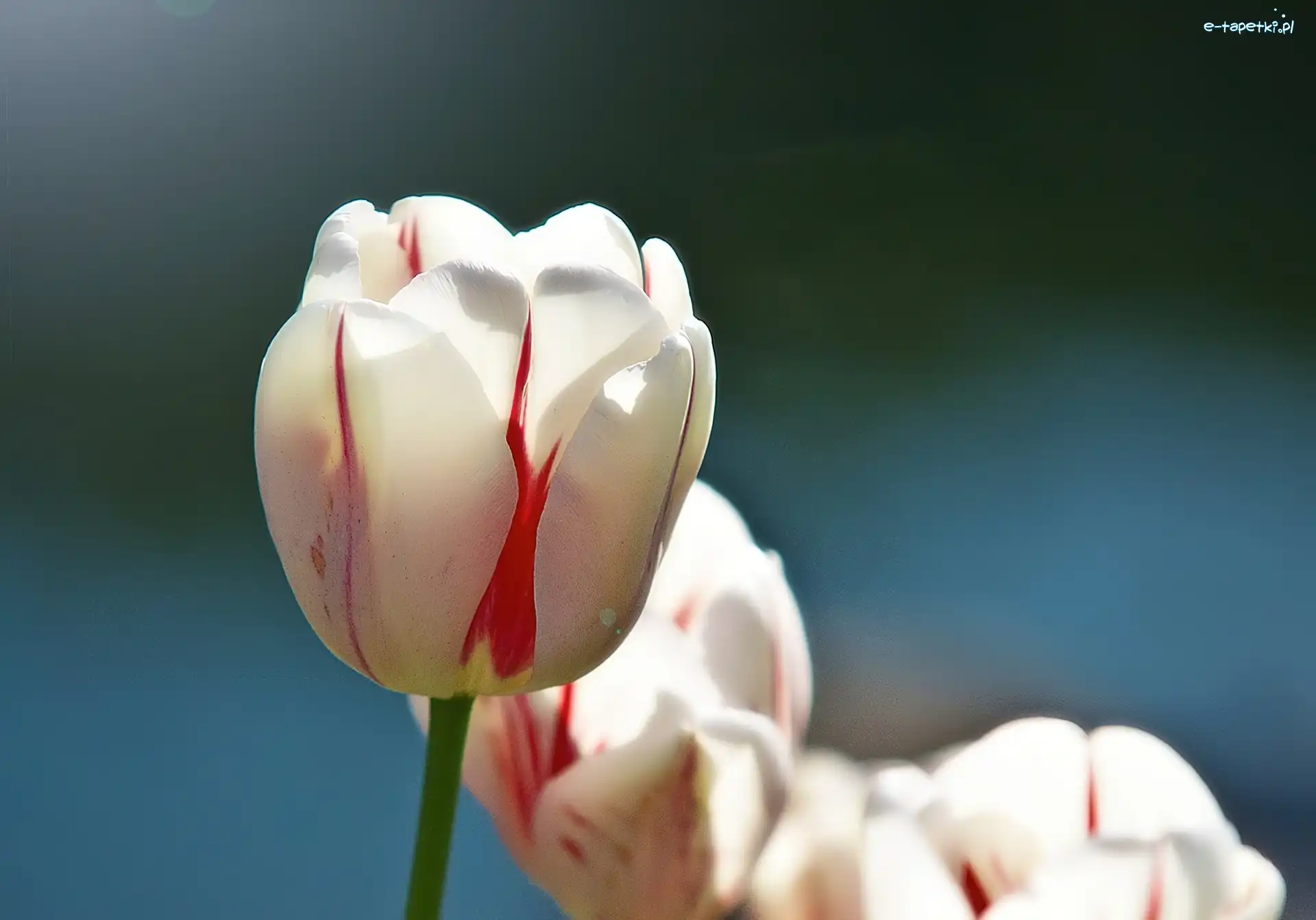 Tulipan, Biały