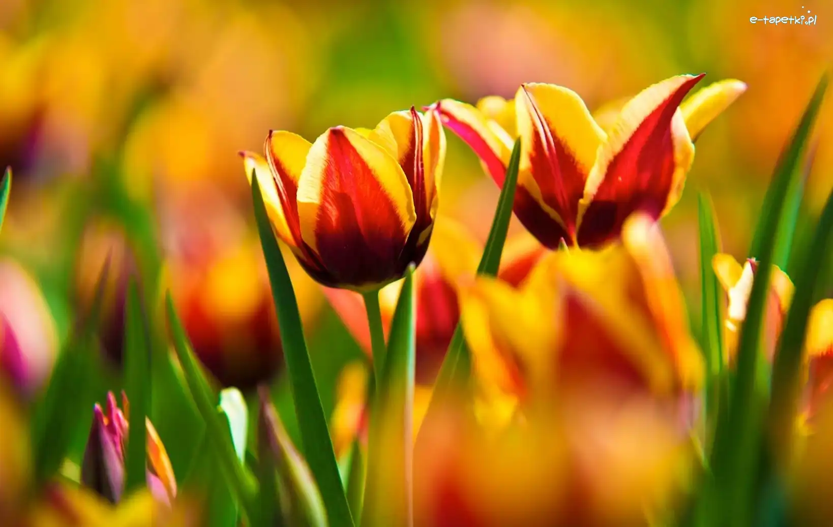 Tulipany, Żółte