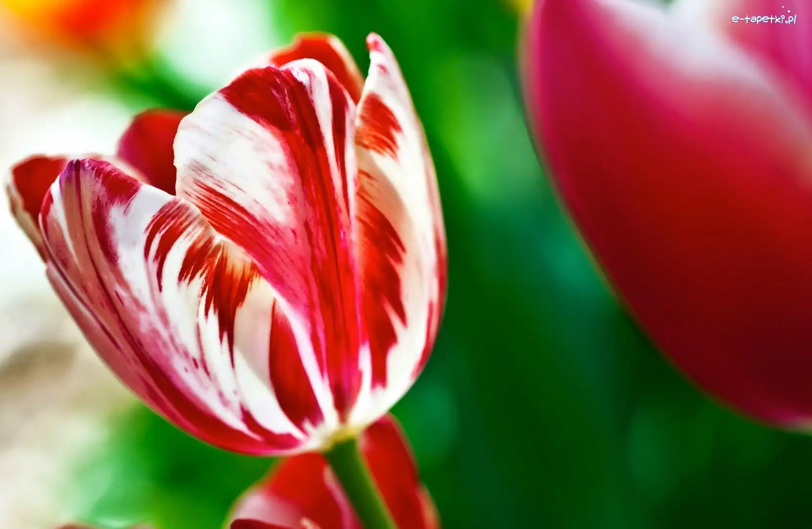 Tulipan, Biały, Czerwono