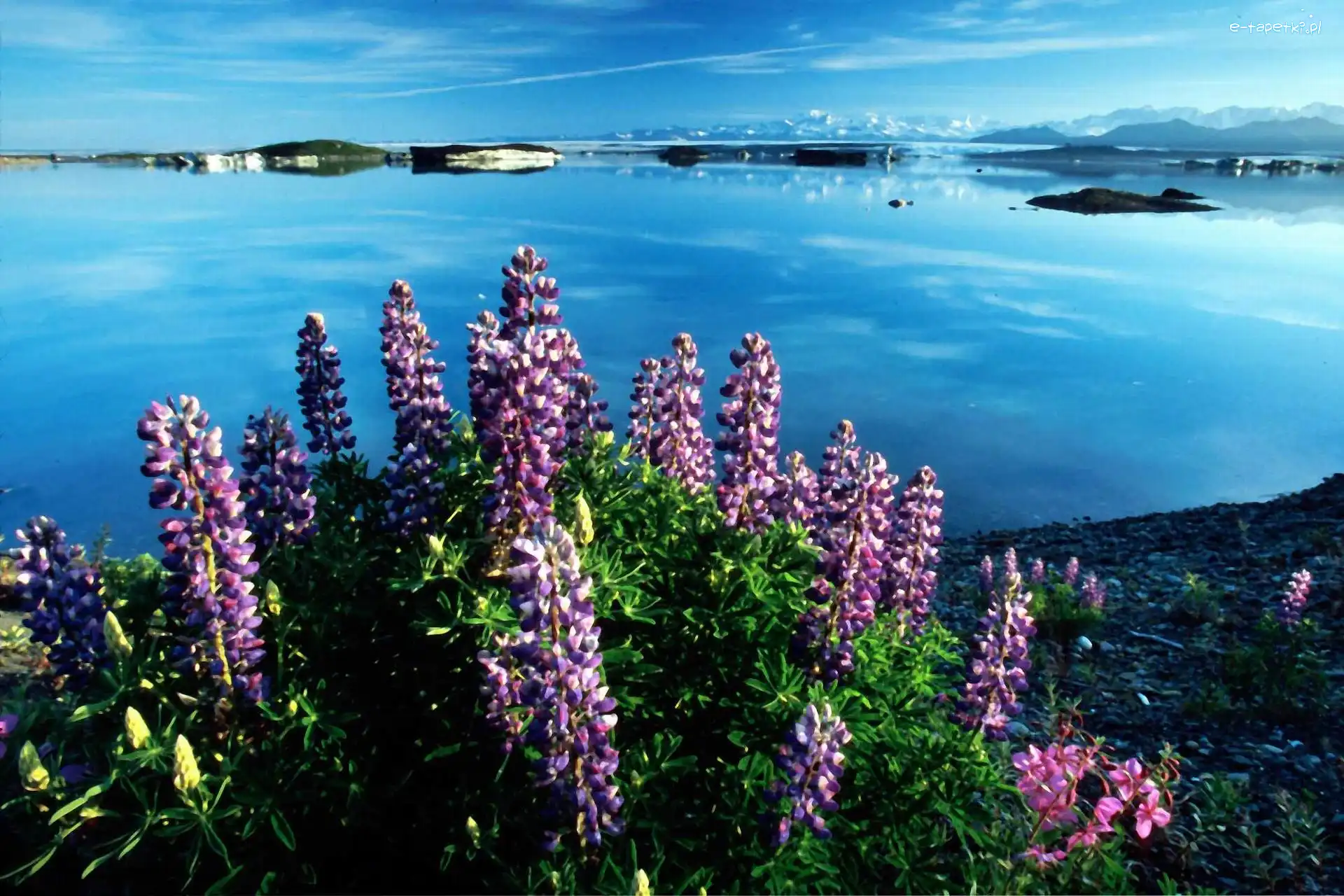 Jezioro, Alaska, Vitus, Kwiatki