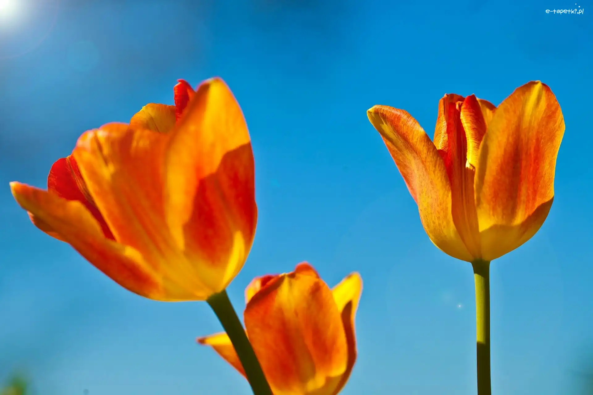 Tulipany, Tło, Niebieskie, Pomarańczowe
