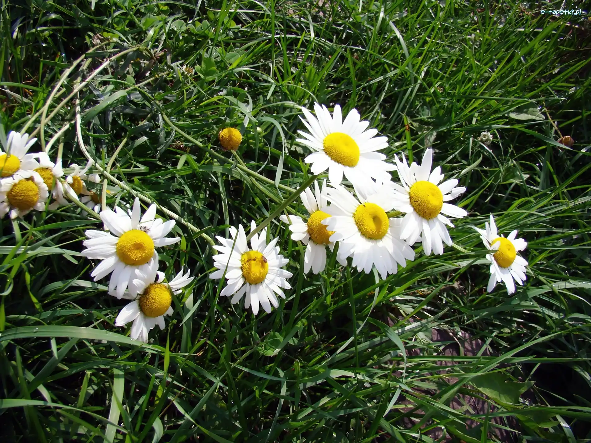 Trawa, Margerytki, Łąka