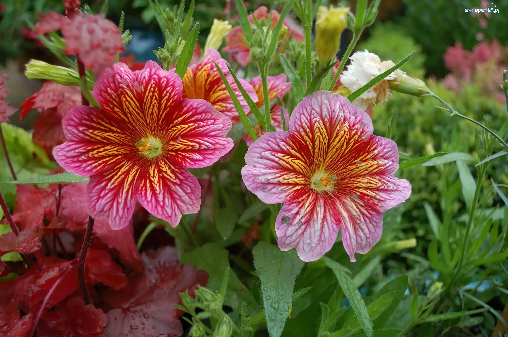Salpiglossis, Kwiaty