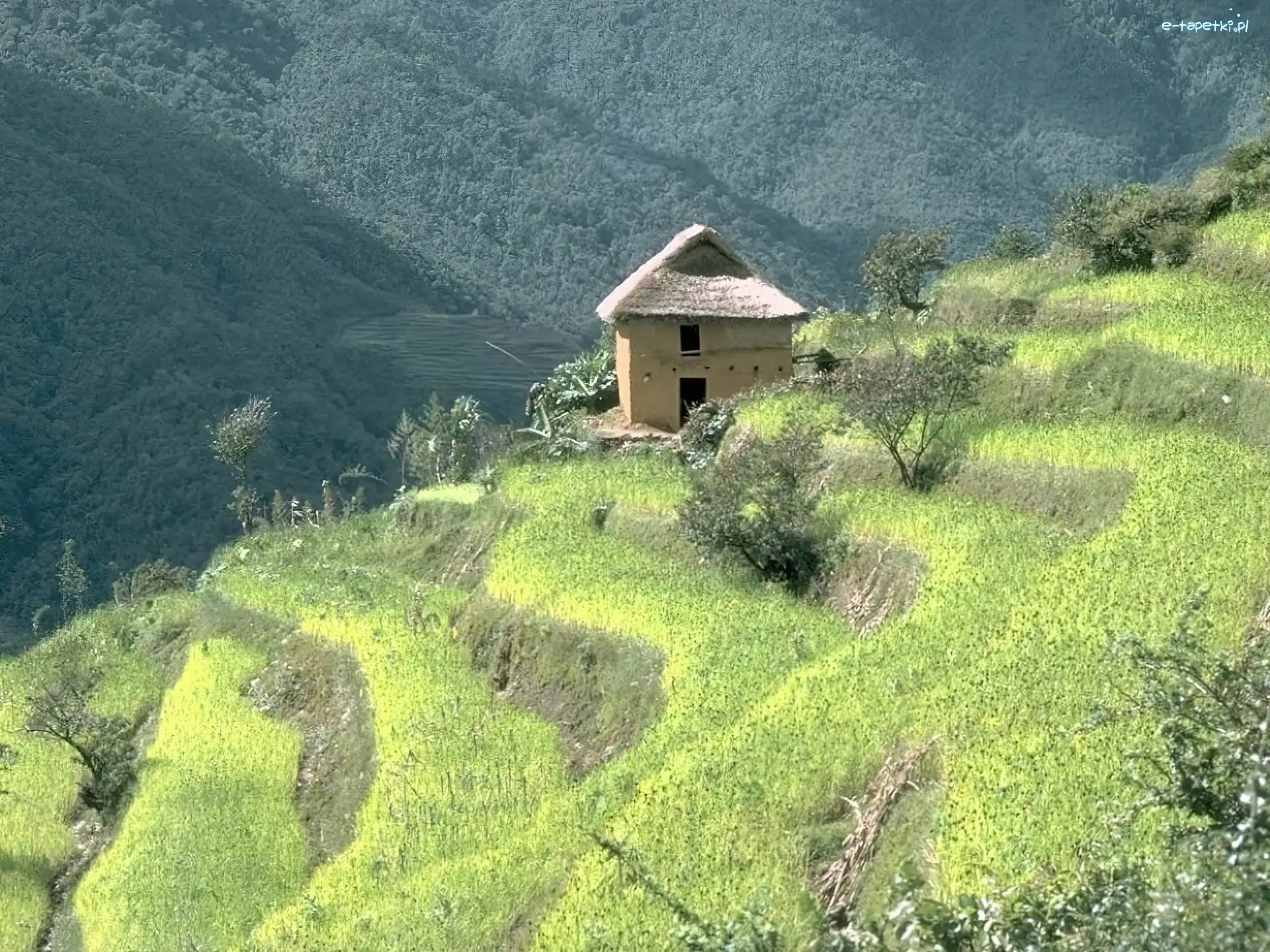Krzewy, domek