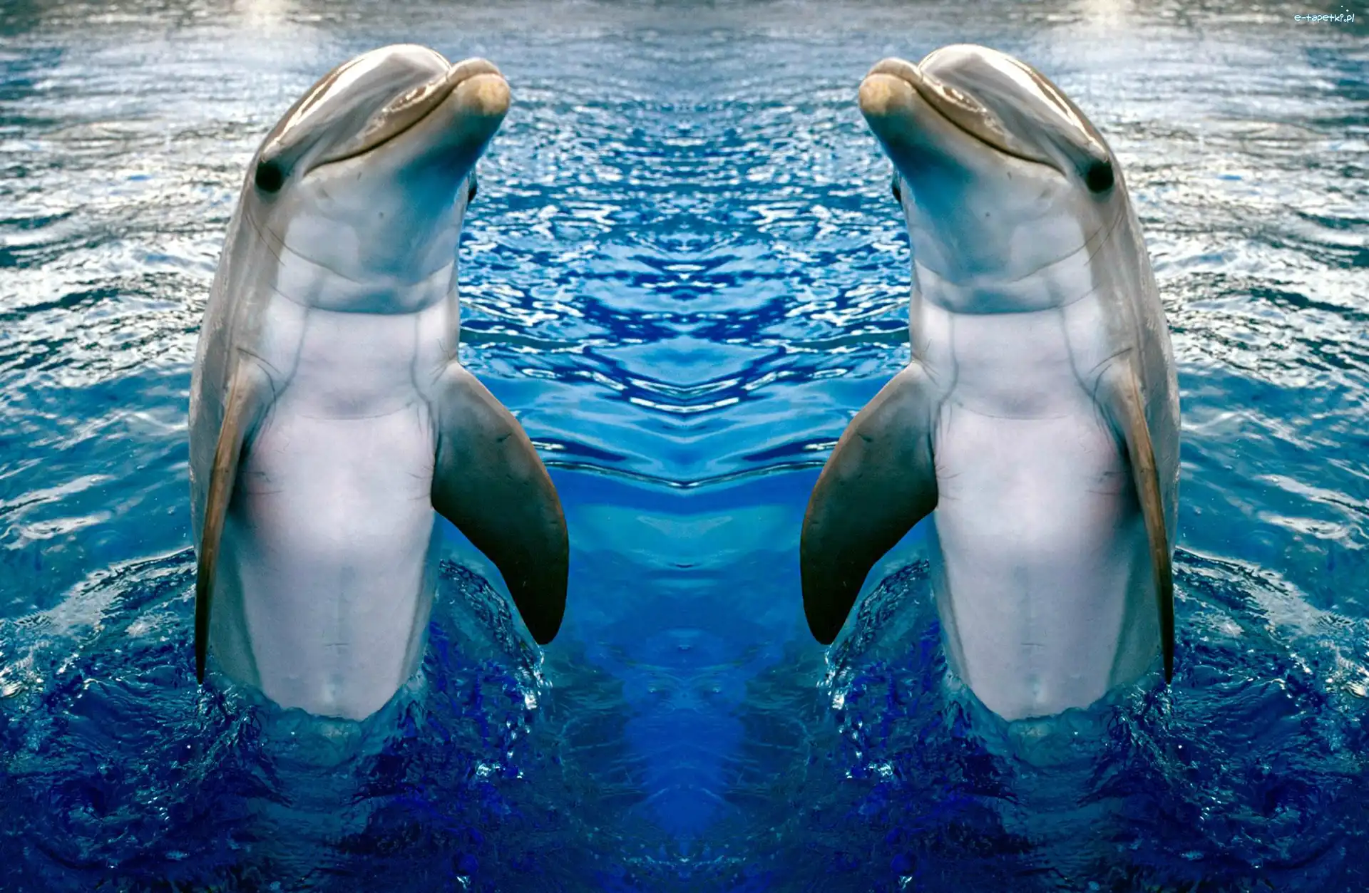 Delfinki, Dwa