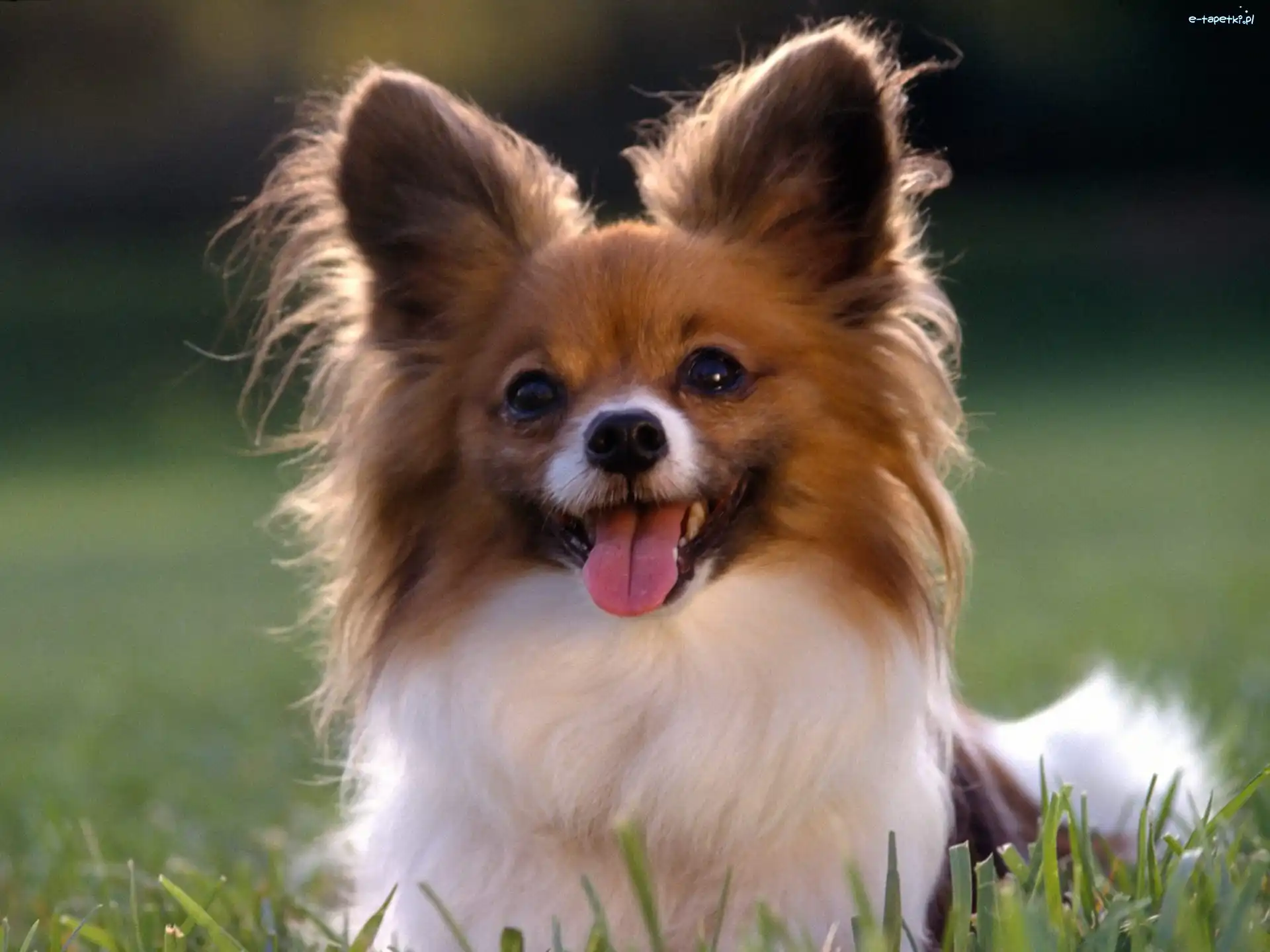 Język, Papillon, Spaniel, Piesek