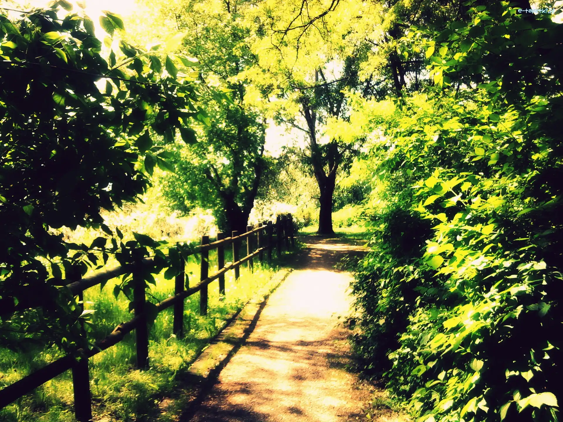 Dróżka, Stolica, Park, Warszawa, Park Moczydło, Drzewa, Trawa