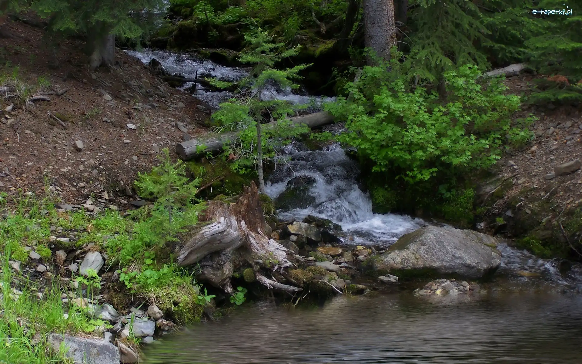 Górski, Las, Potok, Krzewy, Kamienie