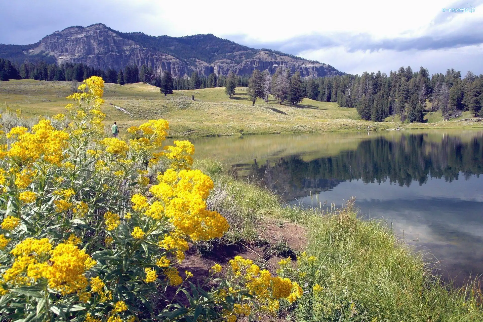 Jeziorko, Montana, Kwiaty, Góry, Park Narodowy Yellowstone, Stany Zjednoczone