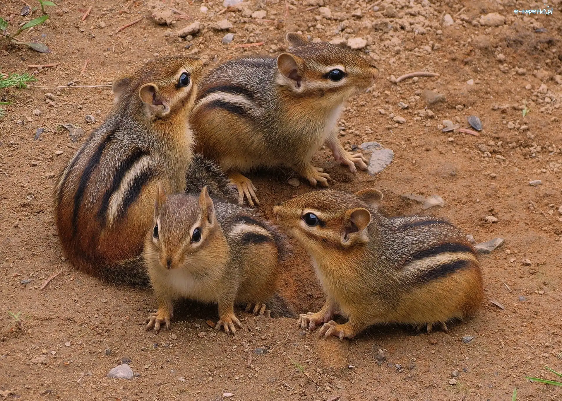 Rodzinka, Chipmunki, Cztery