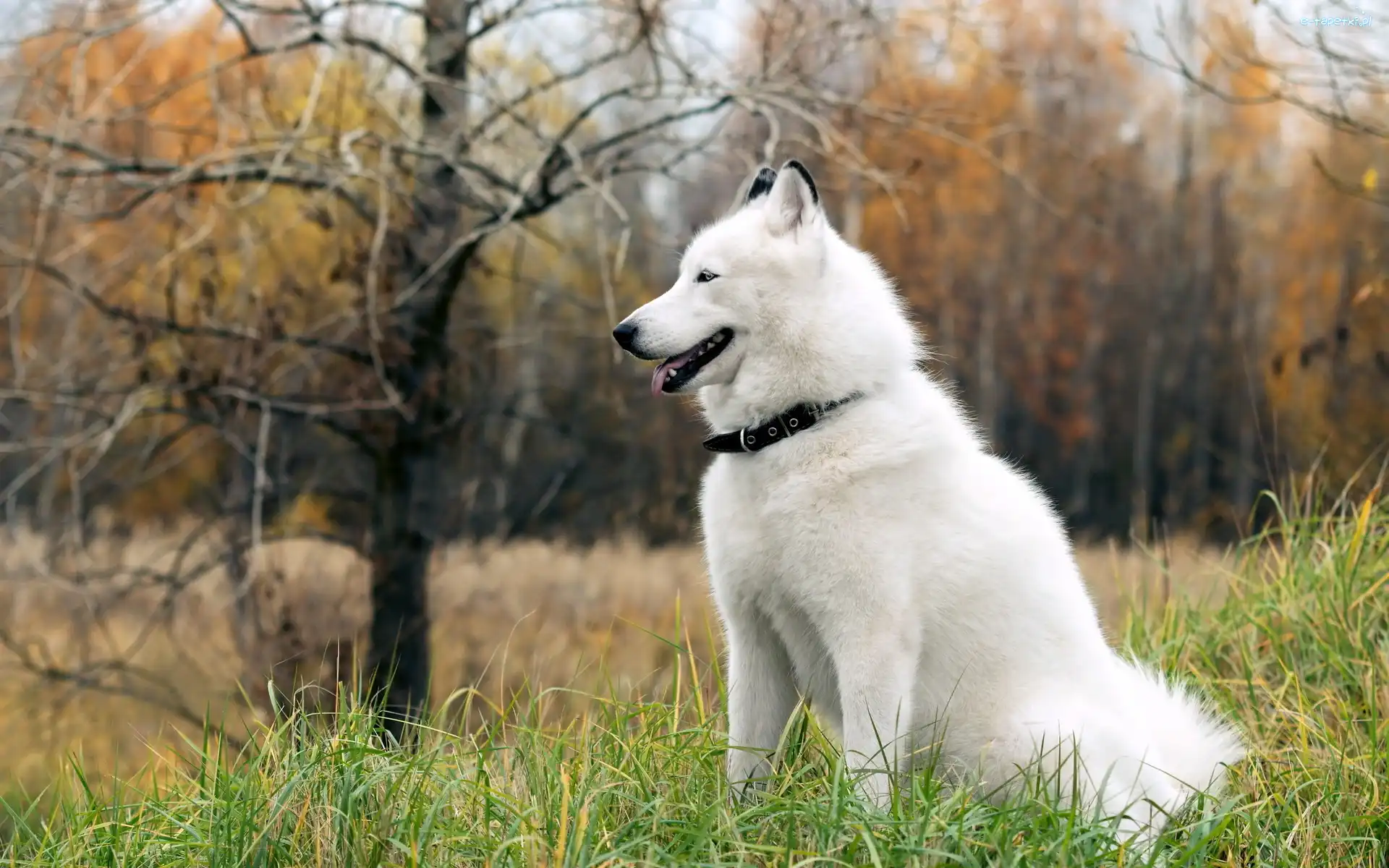 Las, Siberian Husky