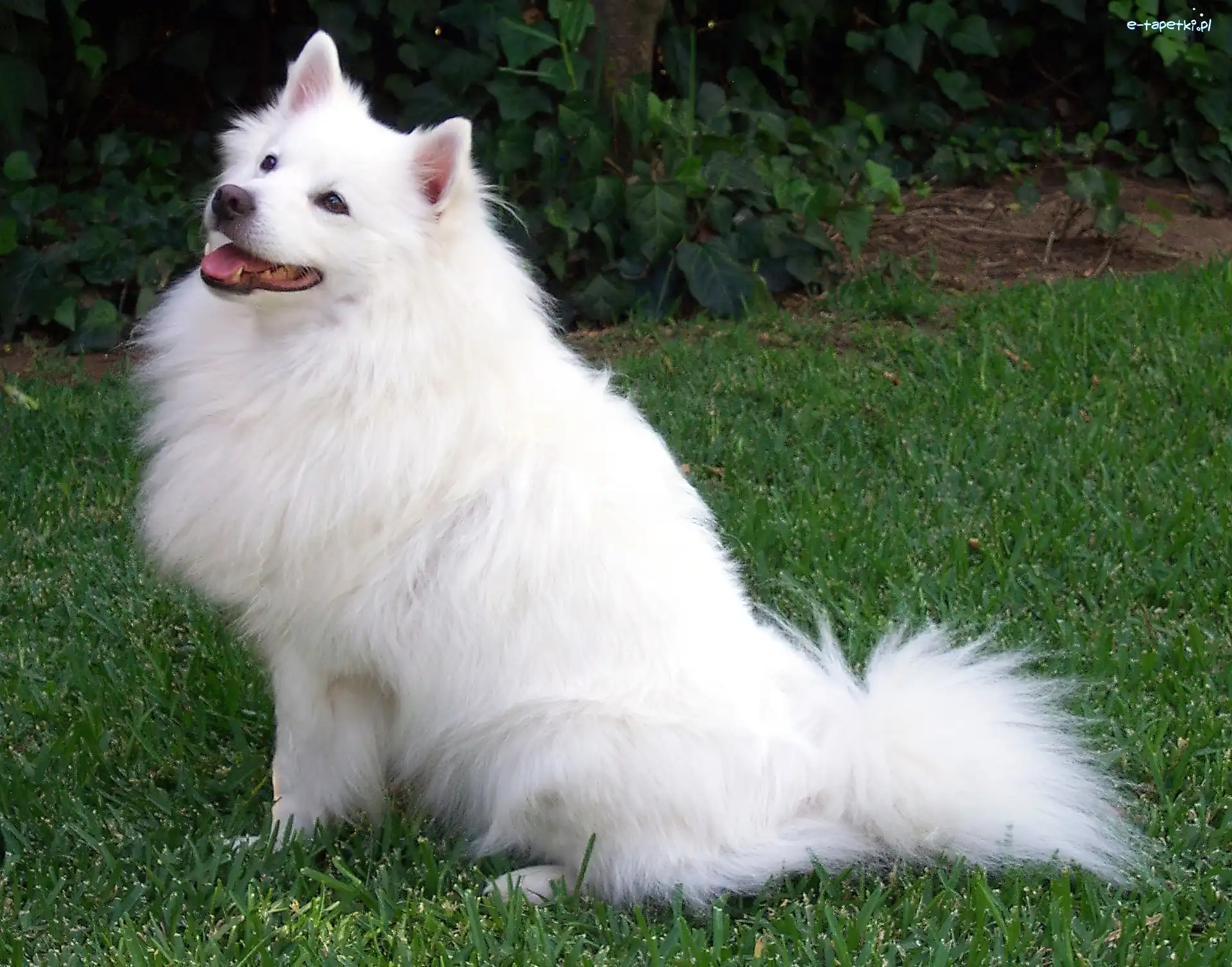 American Eskimo Dog, Piesek, Biały