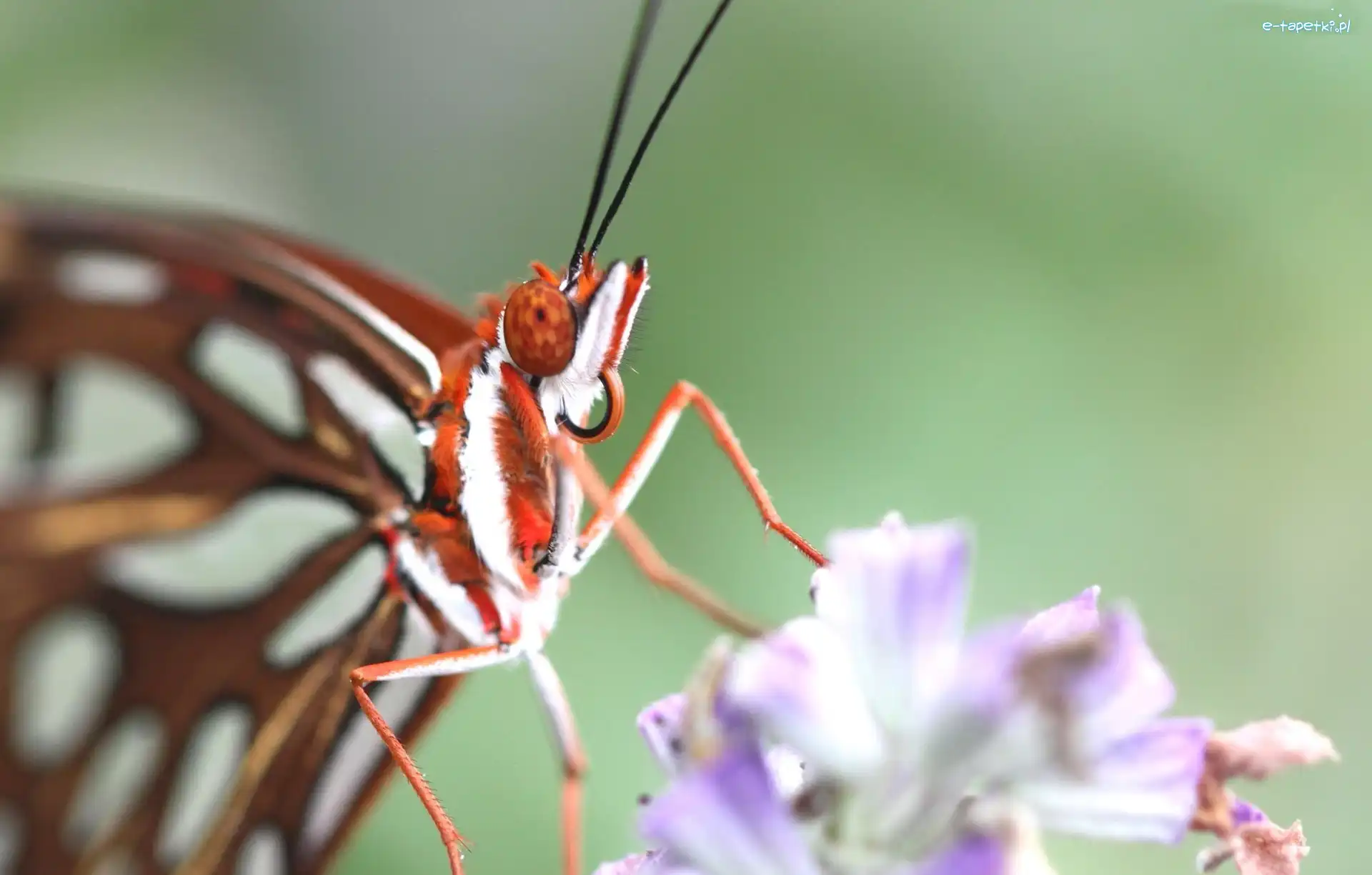 Kwiat, Motyl