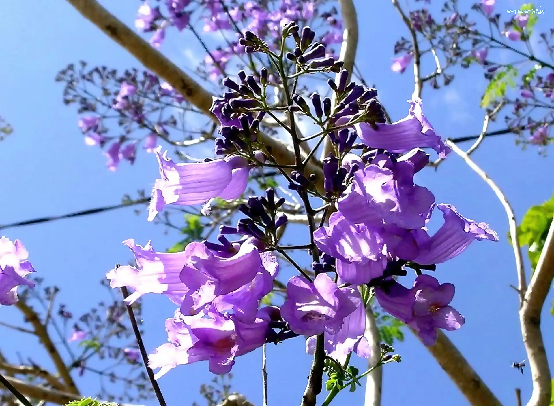 Jacaranda, Kwitnąca